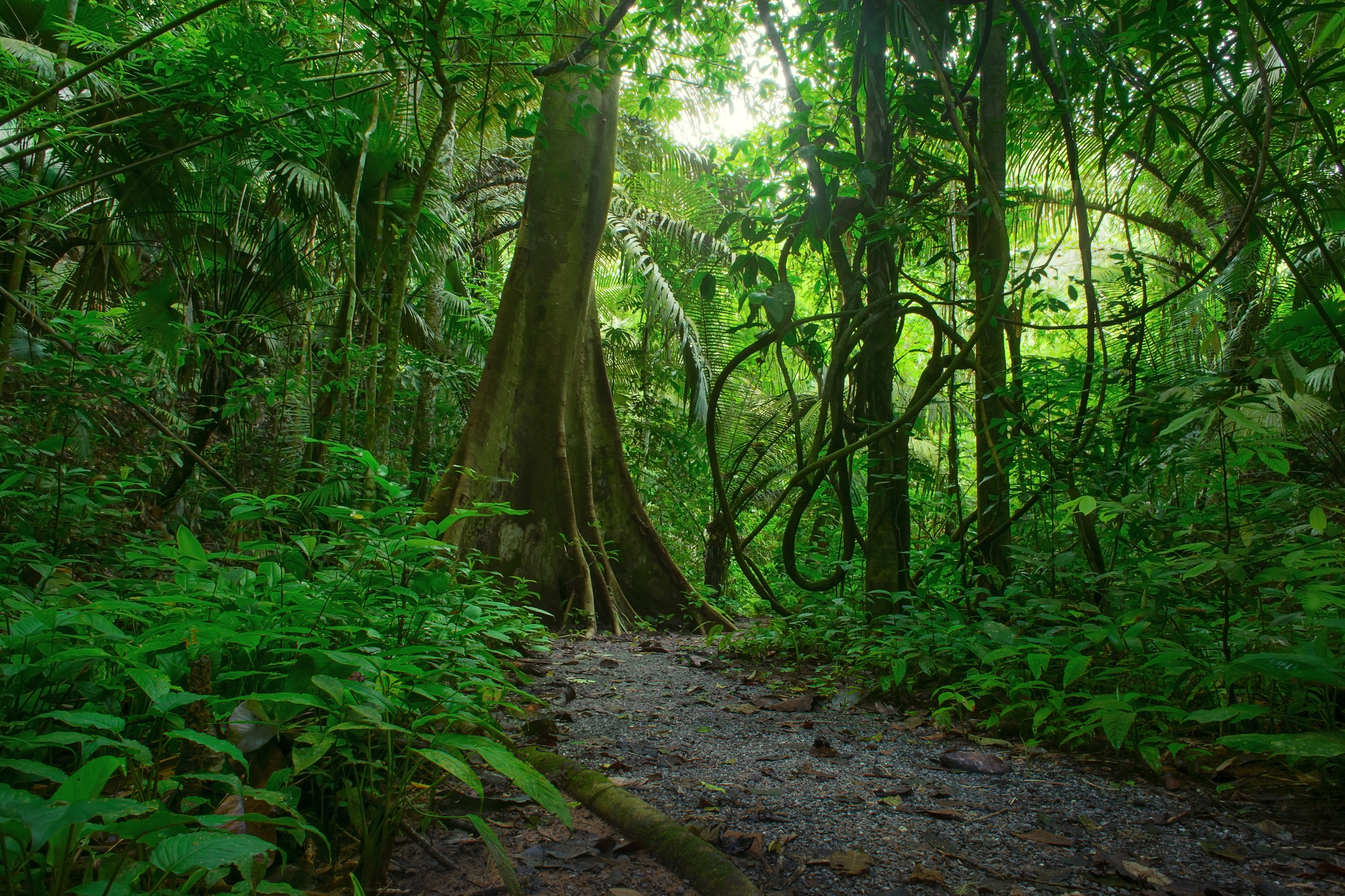 jungle, nature, earth, forest, greenery, path, tree