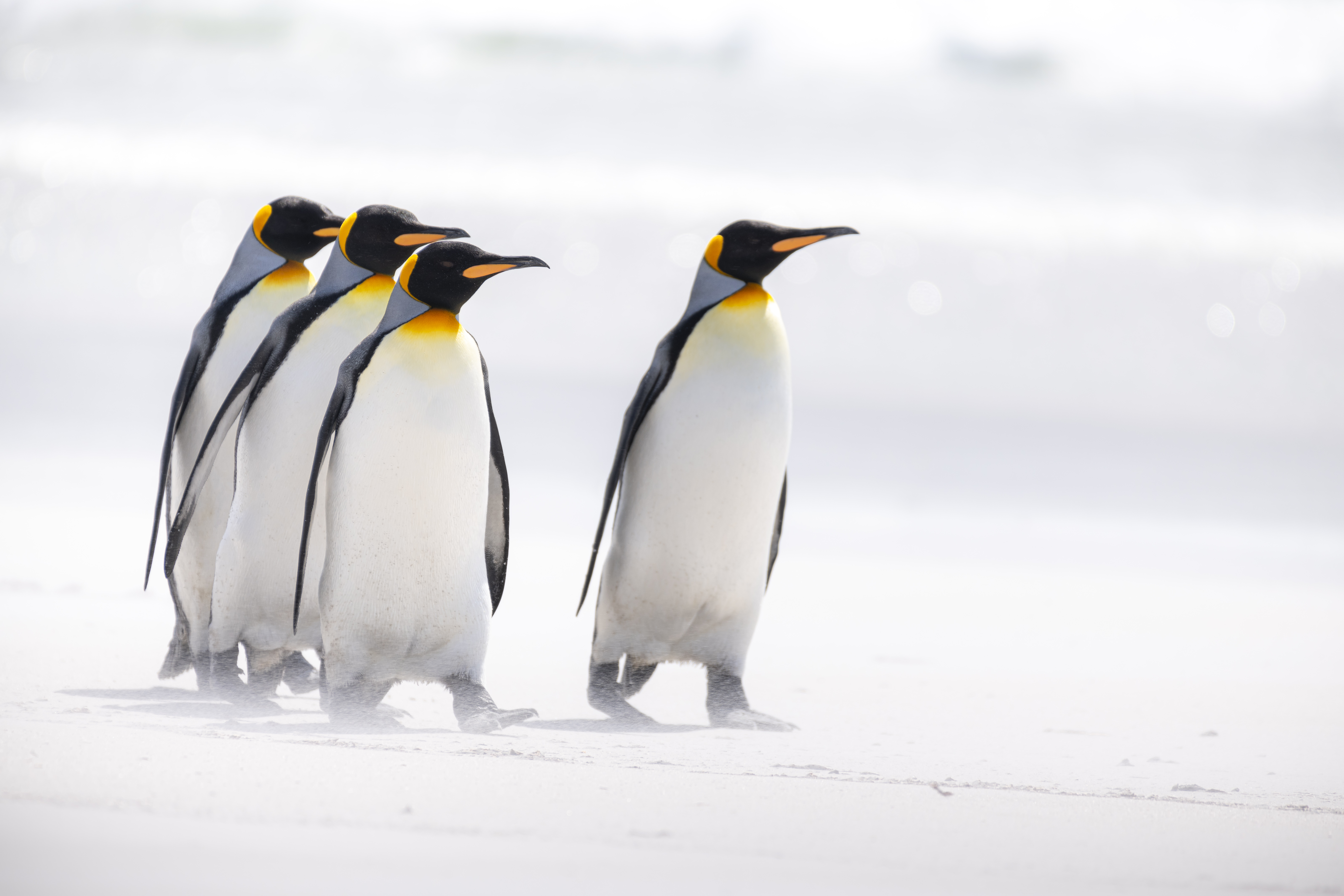 145151 завантажити шпалери пінгвіни, птахи, тварини, дика природа, дикої природи, арктика, арктичний, королівські пінгвіни - заставки і картинки безкоштовно