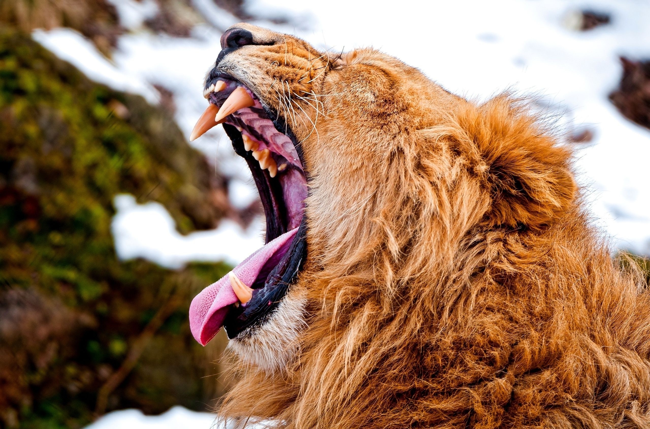 muzzle, animals, snow, aggression, grin, lion, anger Full HD