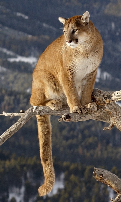 Cougar in Snow Wallpaper - iPhone, Android & Desktop Backgrounds