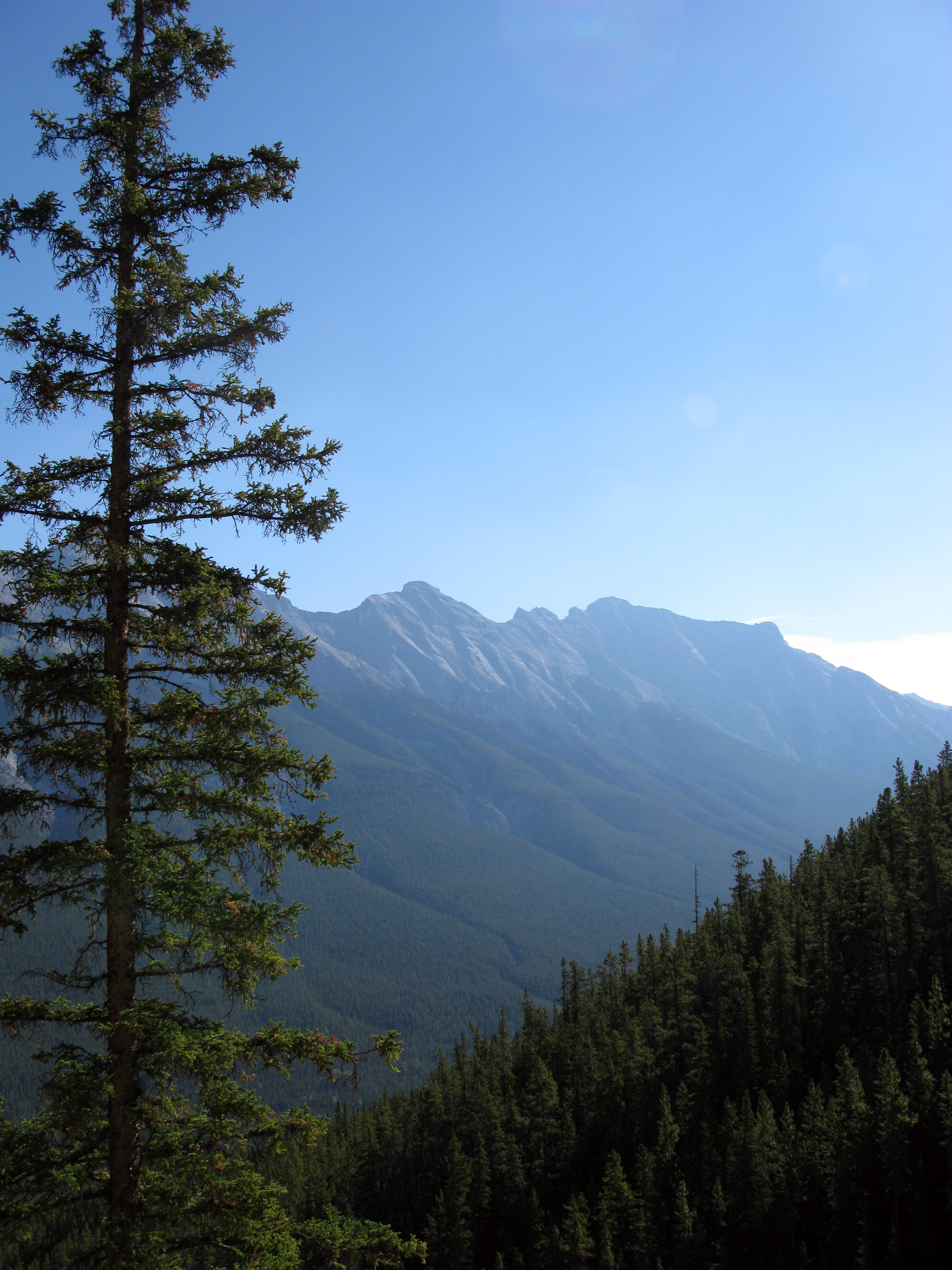 mountains, nature, trees, sky, spruce, fir, slope