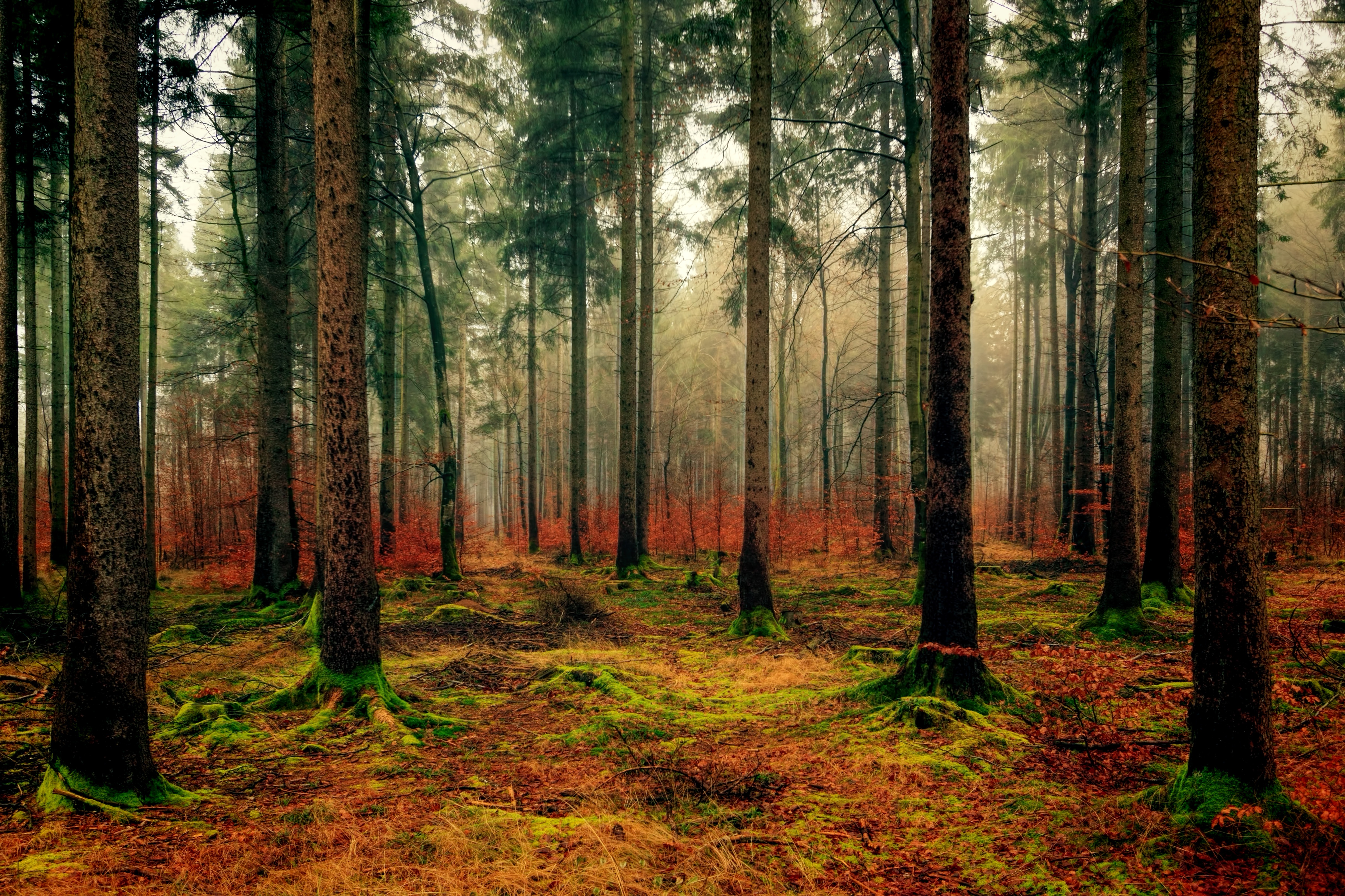 Laden Sie das Nebel, Laub, Gefallen, Wald, Natur, Herbst-Bild kostenlos auf Ihren PC-Desktop herunter