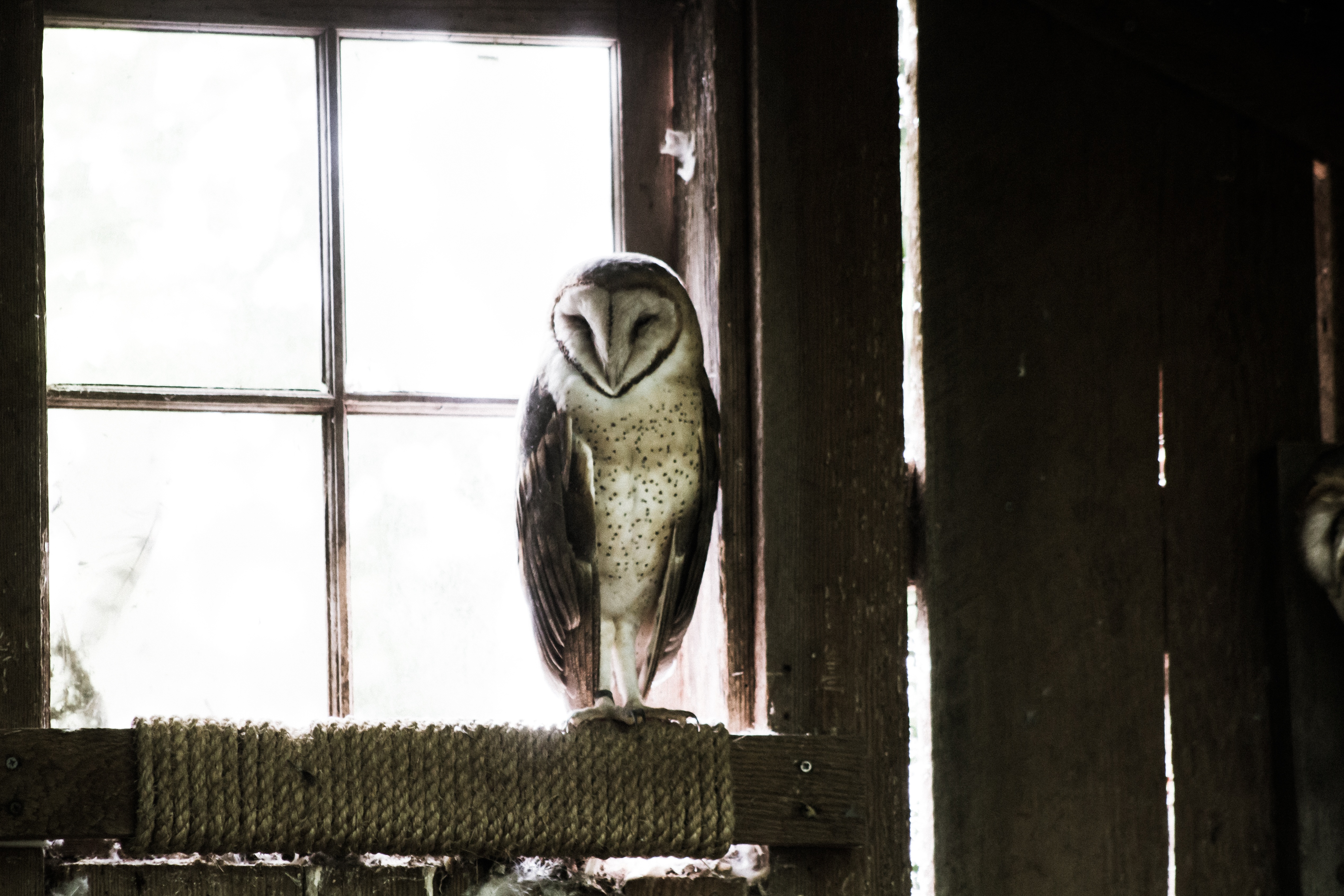 premises, animals, owl, bird, predator, room iphone wallpaper