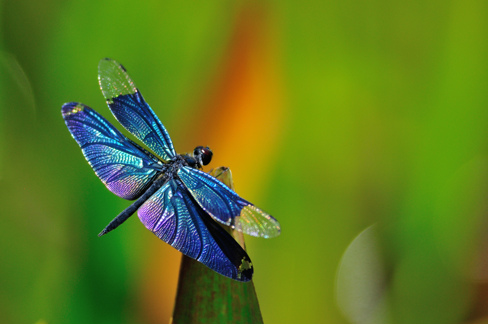 308946 Hintergrundbild herunterladen insekt, tiere, libelle, blau, insekten - Bildschirmschoner und Bilder kostenlos