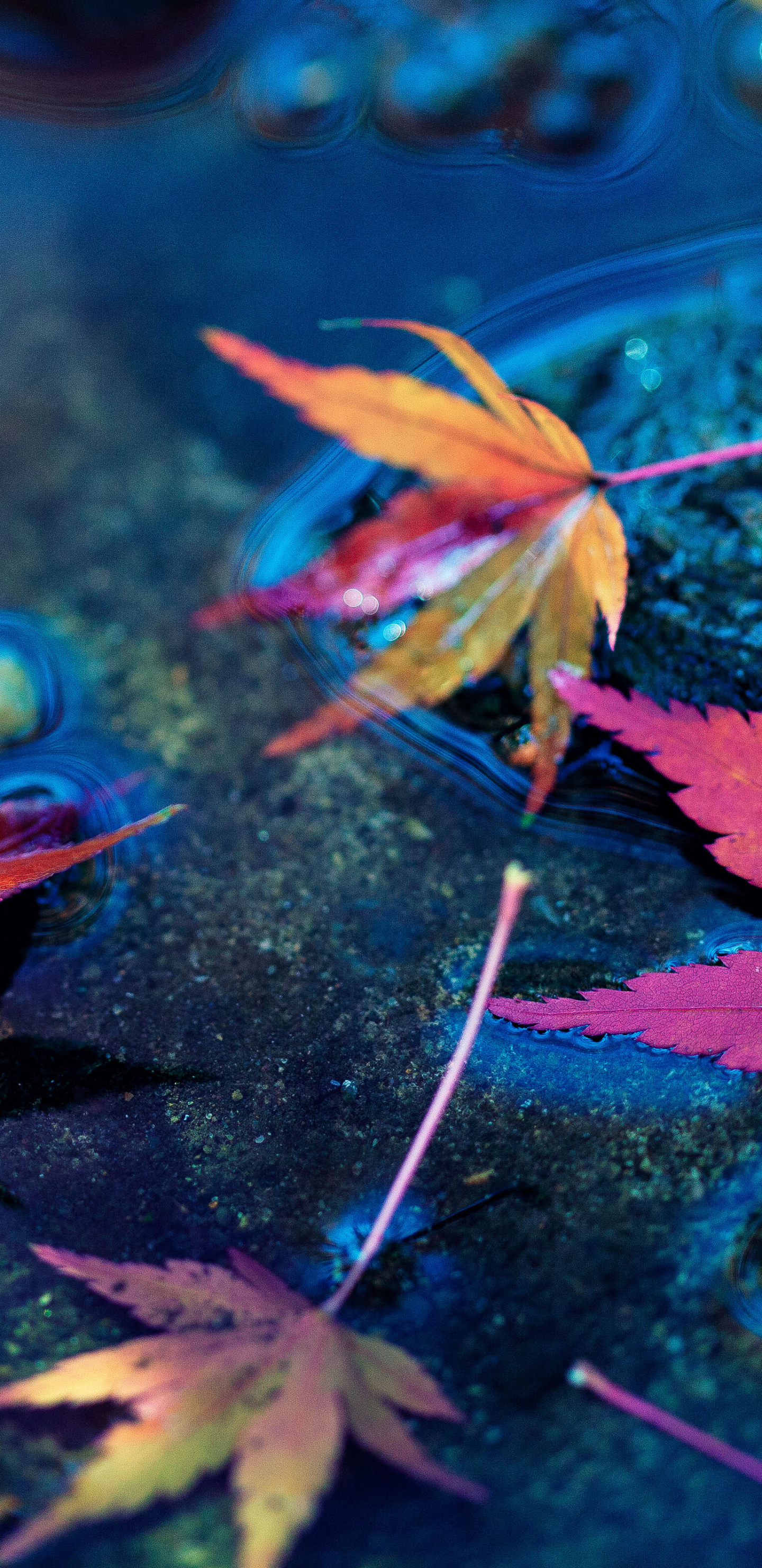 Осень листья яркие в воде