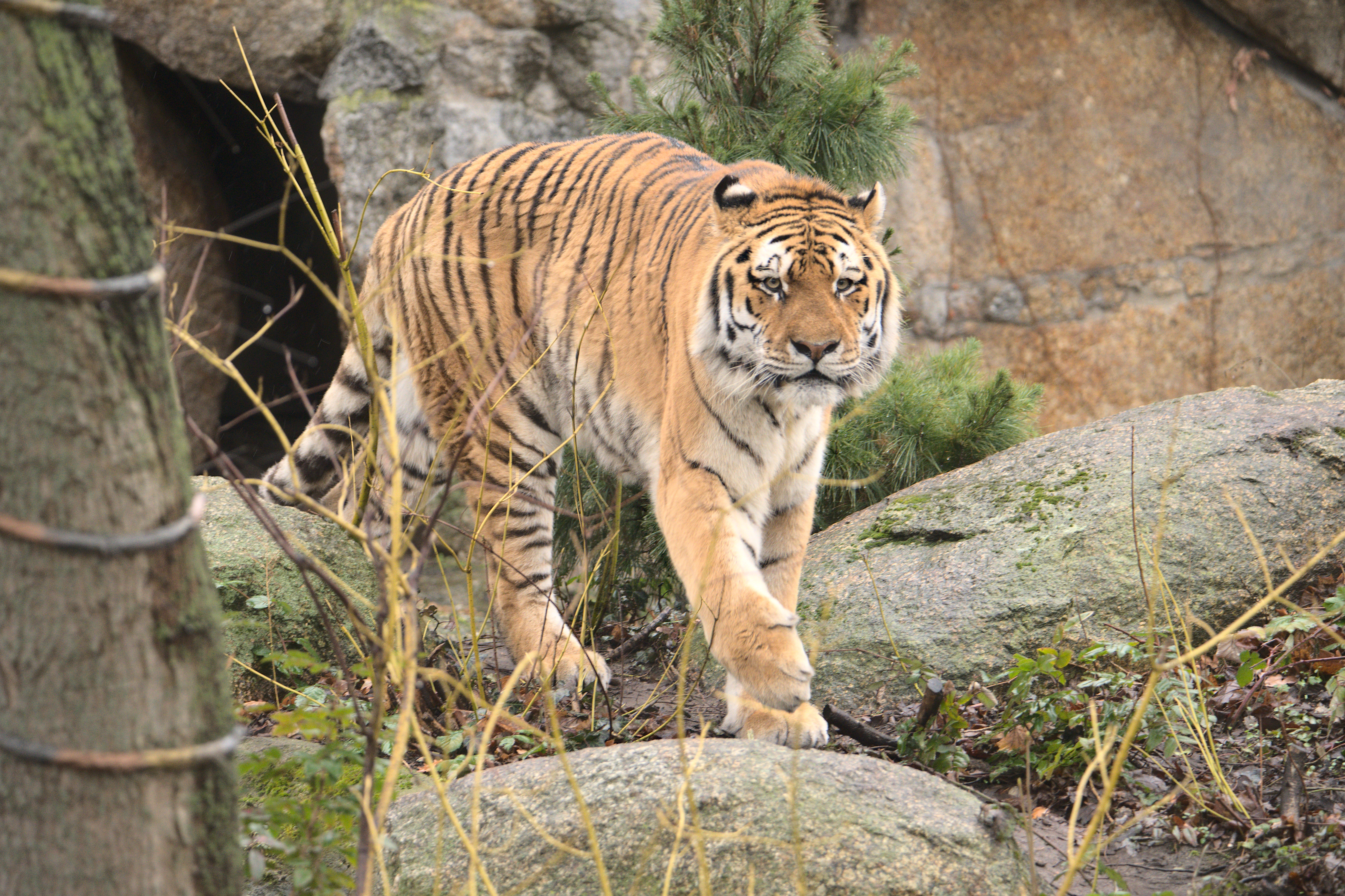 Download mobile wallpaper Animals, Animal, Big Cat, Predator, Wildlife, Tiger for free.