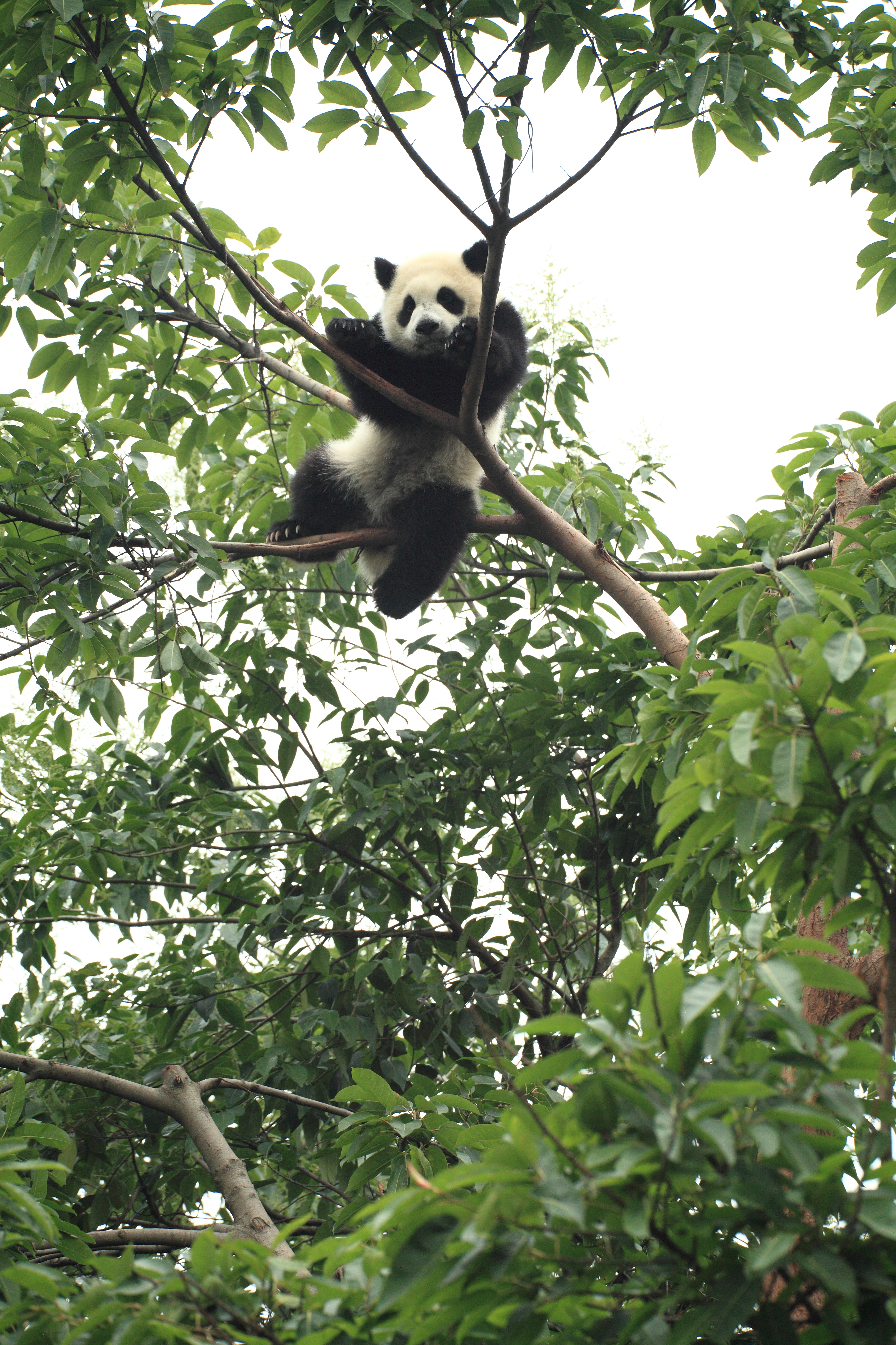 panda, funny, wood, animals, tree, animal