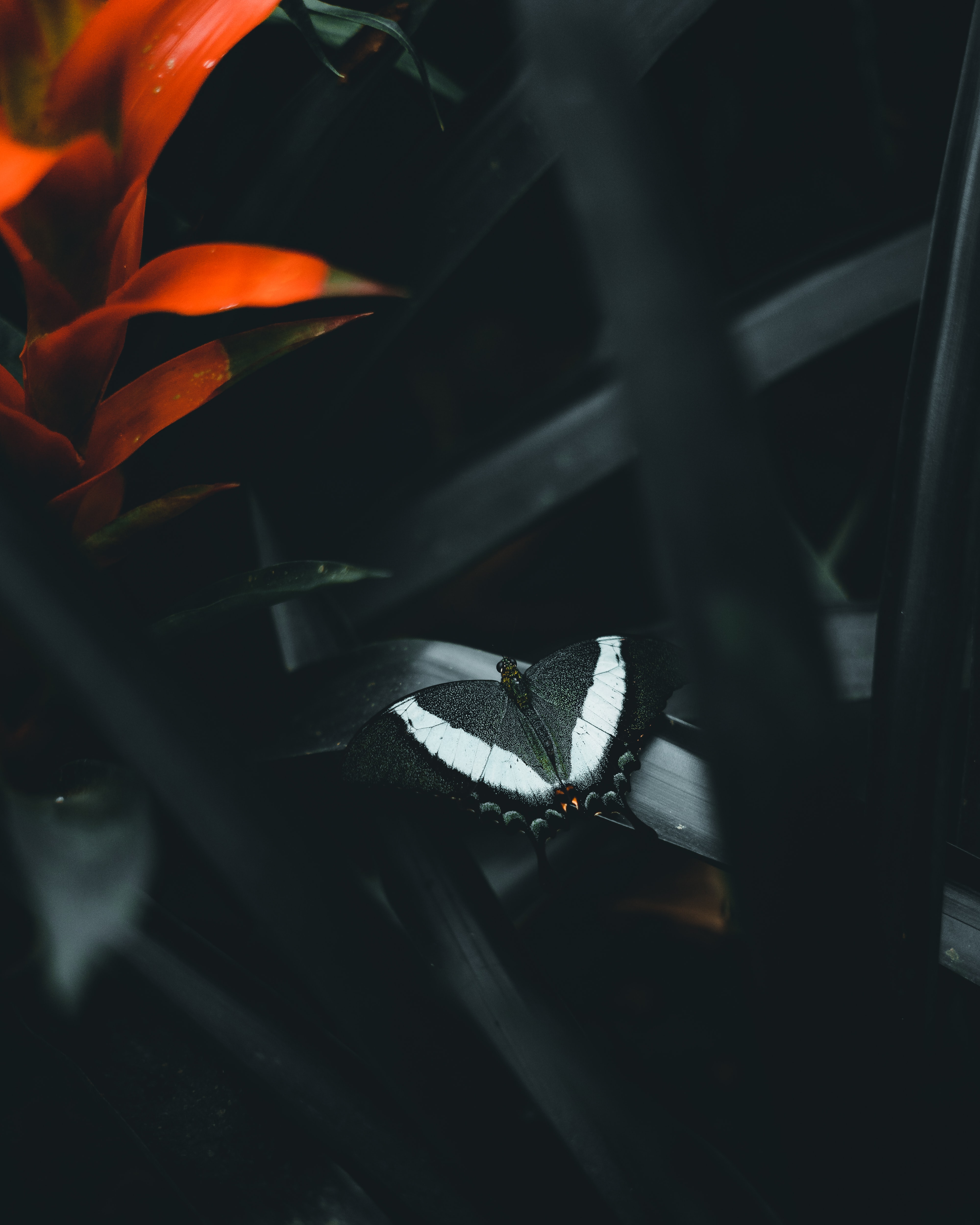 butterfly, dark, flower, animals, leaves 5K
