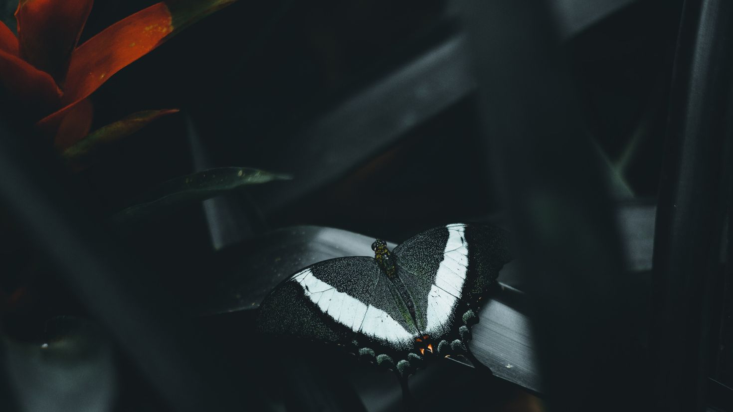Черные ночные бабочки. Бабочка черная. Бабочки на черном фоне. Бабочки на черном фоне Эстетика. Черный мотылек.