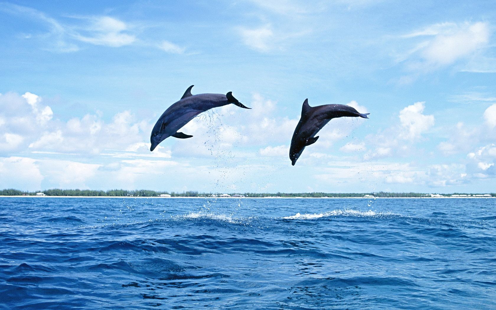 bounce, dolfins, animals, sea, waves, couple, pair, jump images