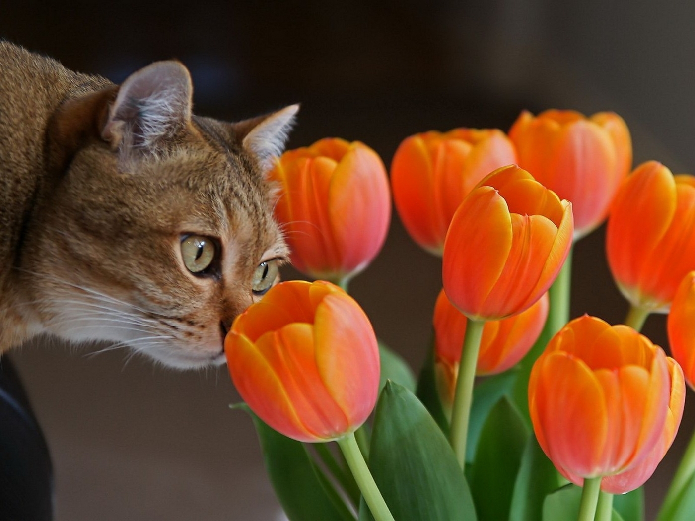 49101 下載圖片 花卉, 动物, 植物, 猫, 郁金香, 橙色 - 免費壁紙和屏保