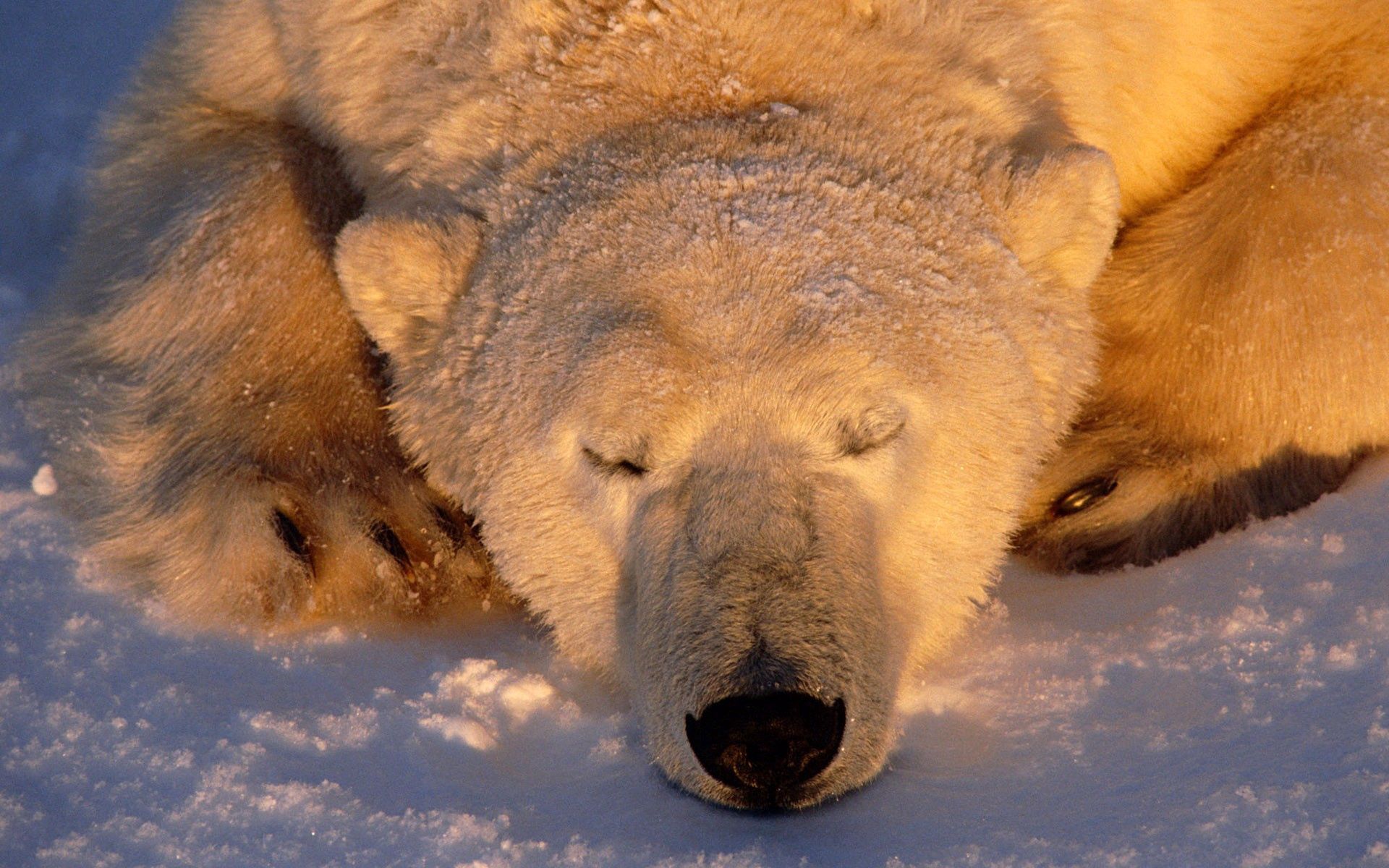 56487 télécharger l'image ours polaire, animaux, neige, museau, muselière, ours, dormir, rêve, ours blanc - fonds d'écran et économiseurs d'écran gratuits