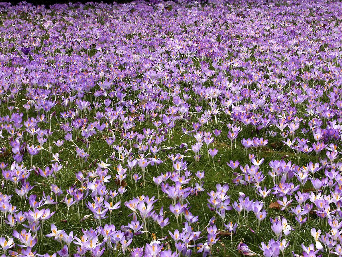 earth, crocus wallpapers for tablet