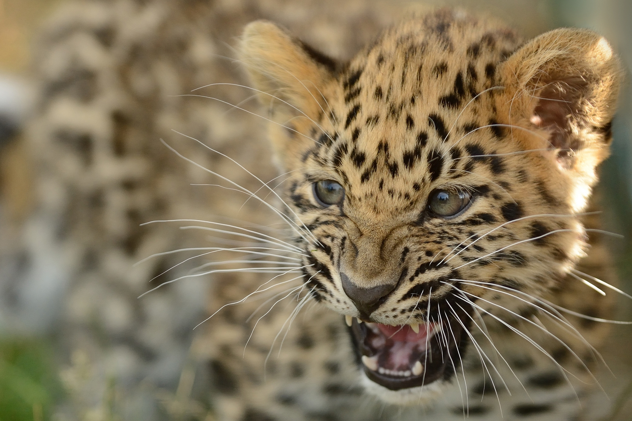 animals, far eastern leopard, amur leopard, young, calf, kitty, kitten, leopard, aggression, grin iphone wallpaper