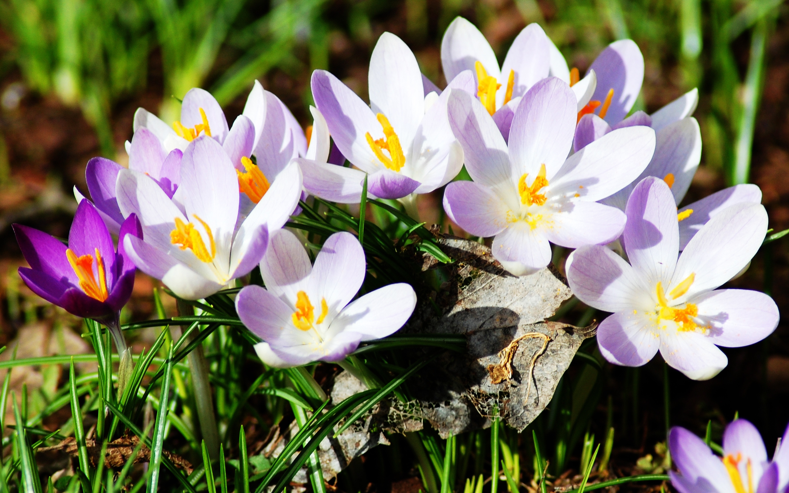 earth, crocus, flower, flowers for android