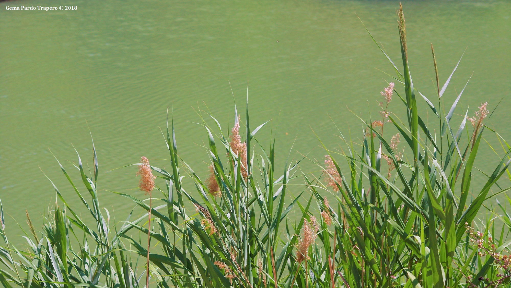 earth, river, nature, reed, spain, water 32K