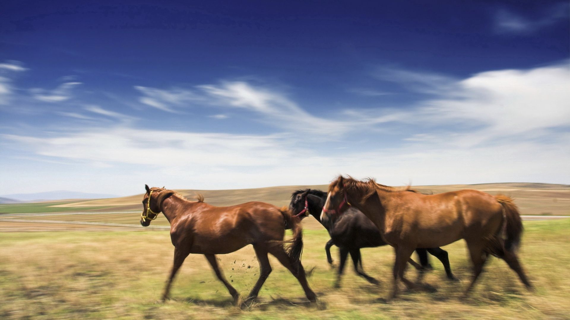 Download mobile wallpaper Animals, Meadow, Speed, Horses for free.