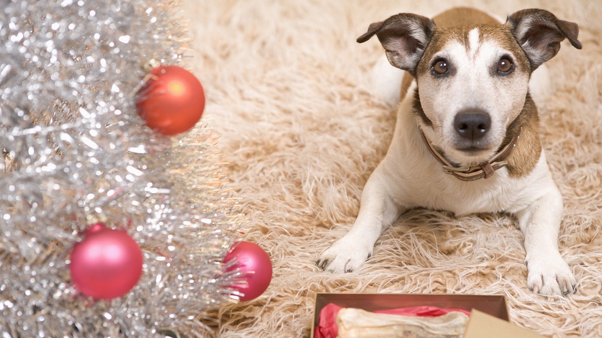 Handy-Wallpaper Teppich, Tiere, Hund, Neues Jahr, Neujahr kostenlos herunterladen.