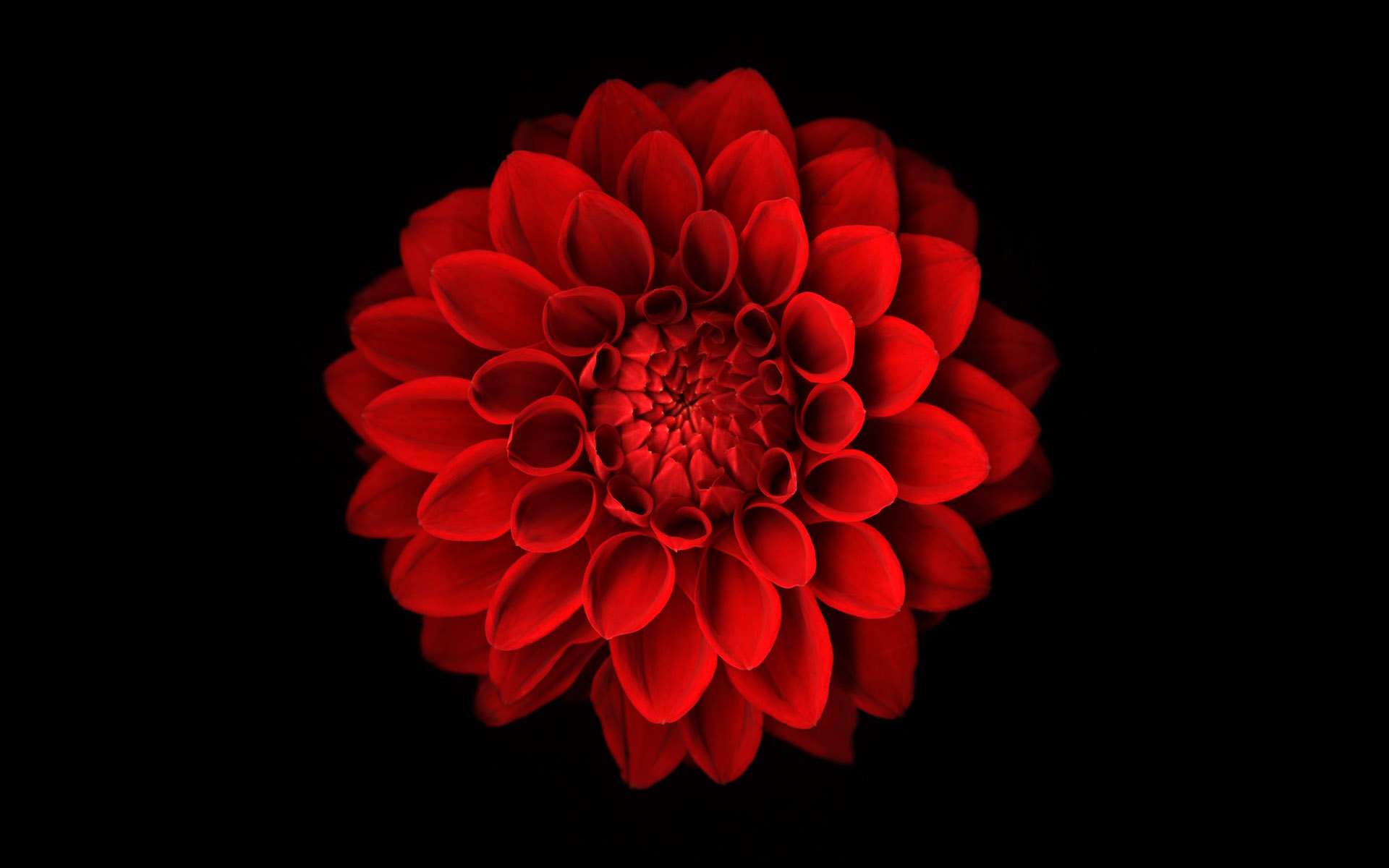 286028 télécharger l'image terre/nature, dahlia, fleur rouge, fleurs - fonds d'écran et économiseurs d'écran gratuits