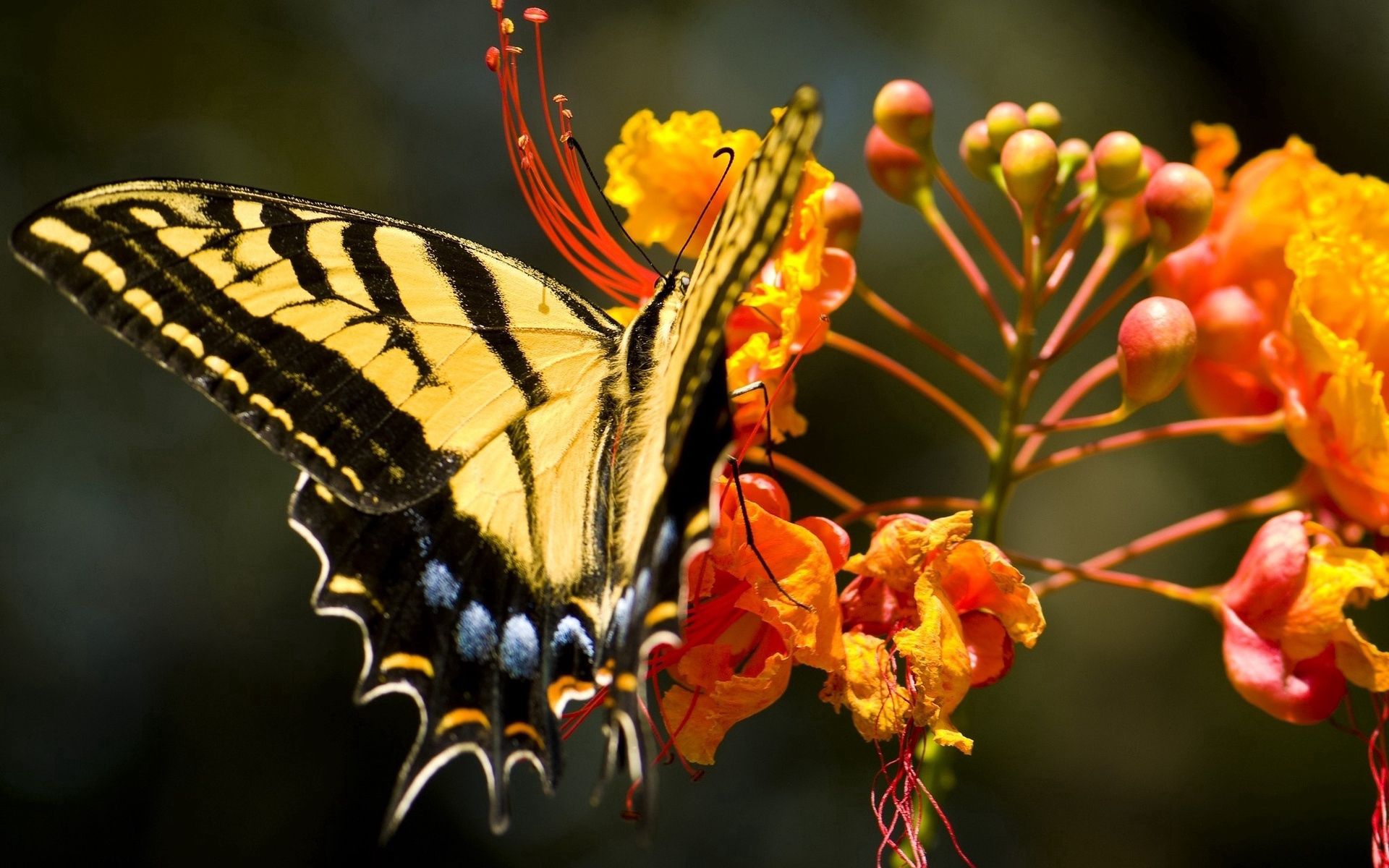 Laden Sie das Blume, Grass, Makro, Muster, Flügel, Schmetterling-Bild kostenlos auf Ihren PC-Desktop herunter