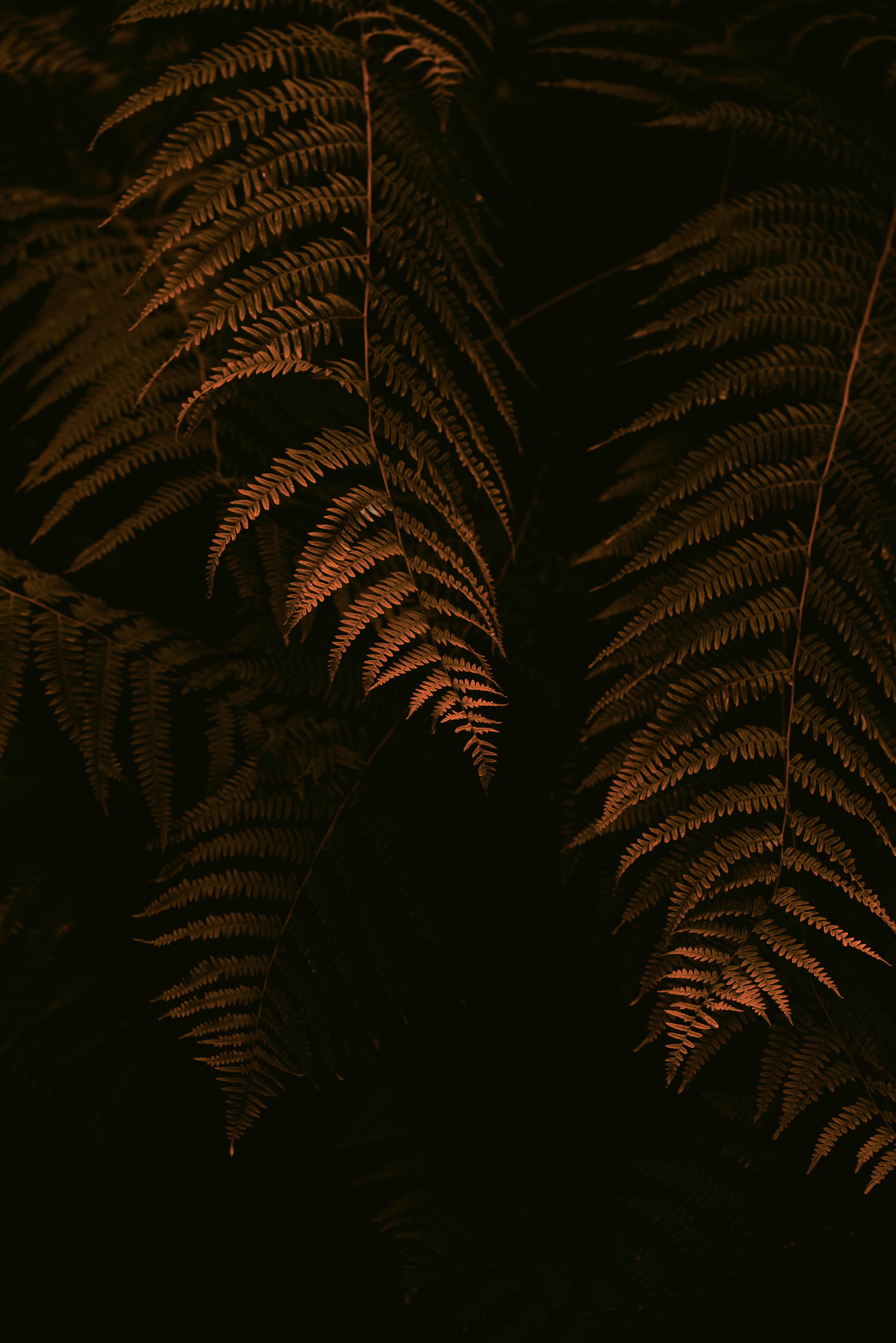 fern, dark, leaves, bush, branches HD wallpaper