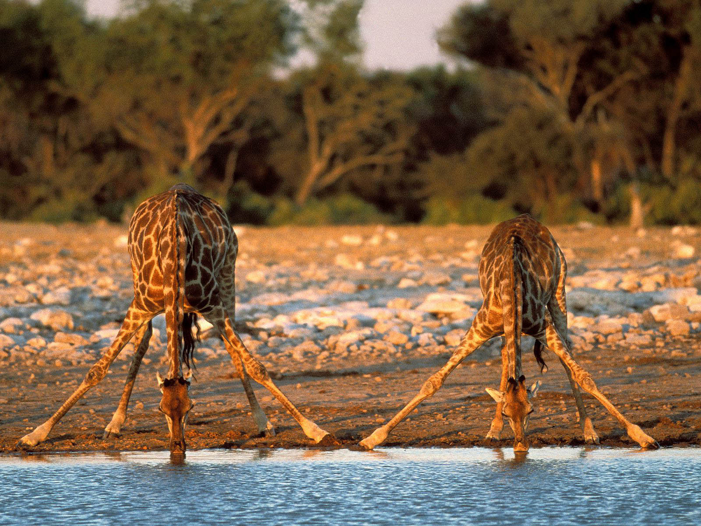 Free HD Giraffes