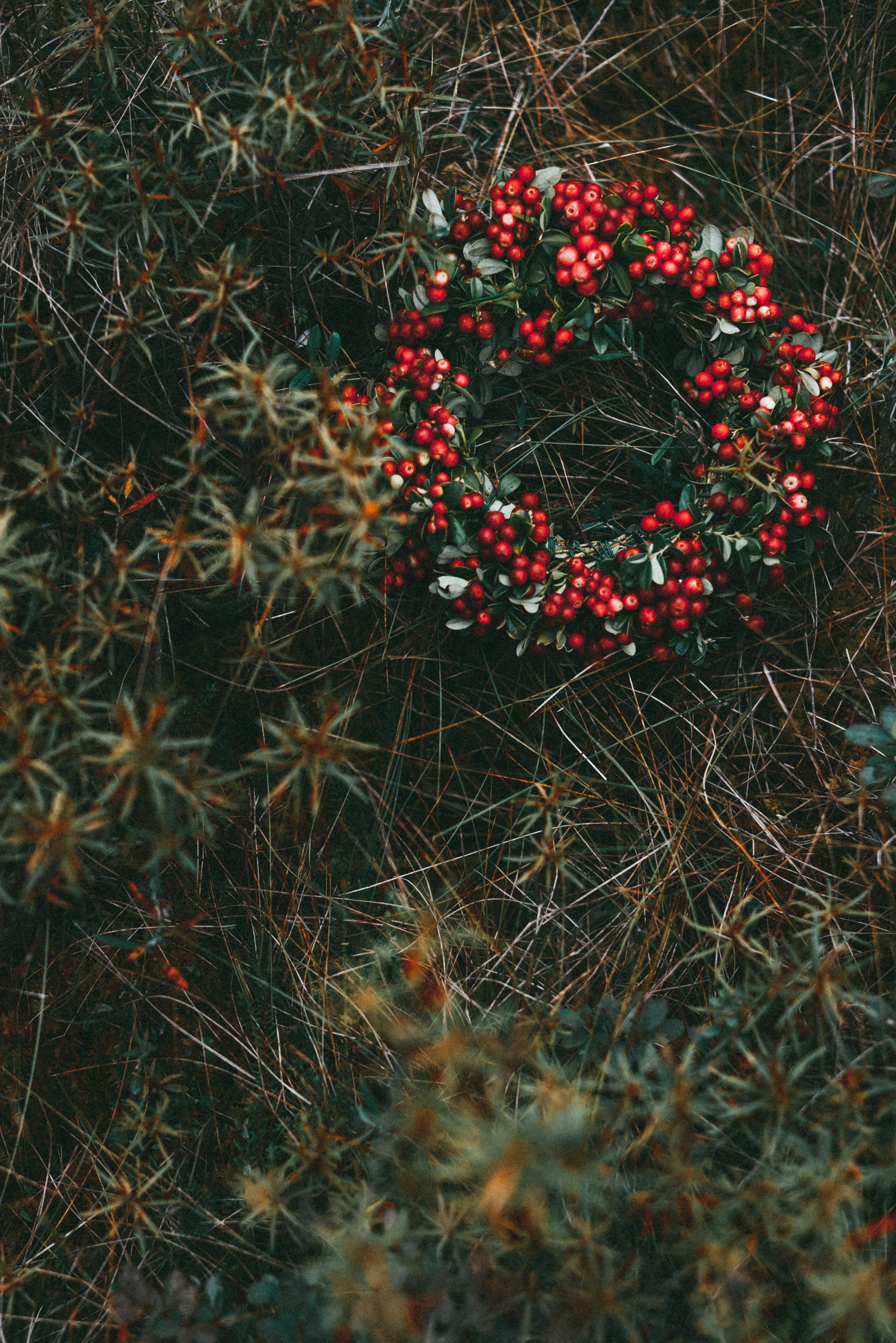 Download mobile wallpaper Smooth, Wreath, Grass, Nature, Berries, Blur for free.
