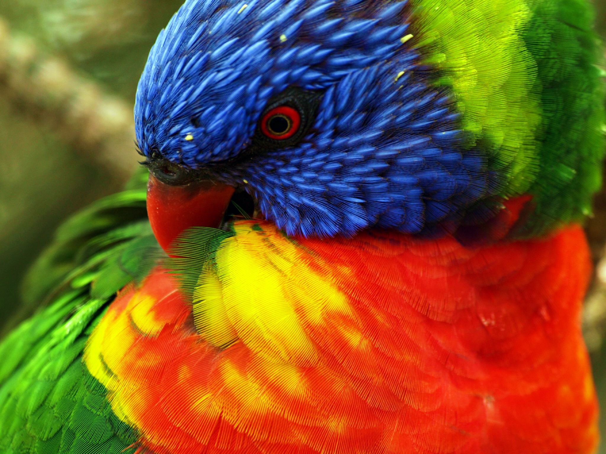 animal, rainbow lorikeet, bird, blue, green, red, yellow, birds 2160p