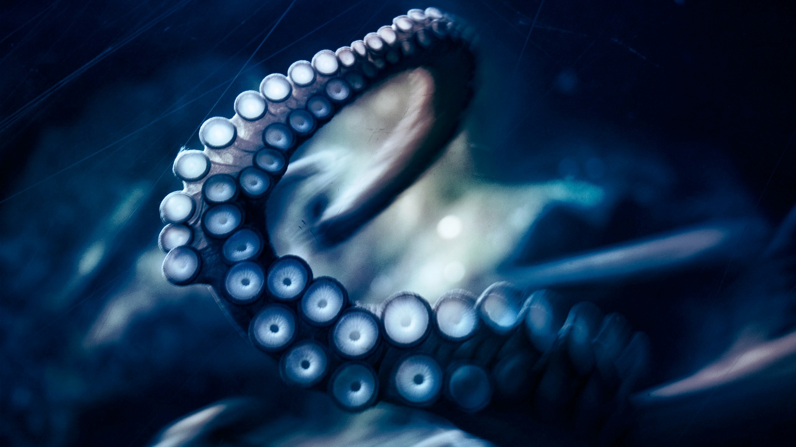 octopus, animal download HD wallpaper