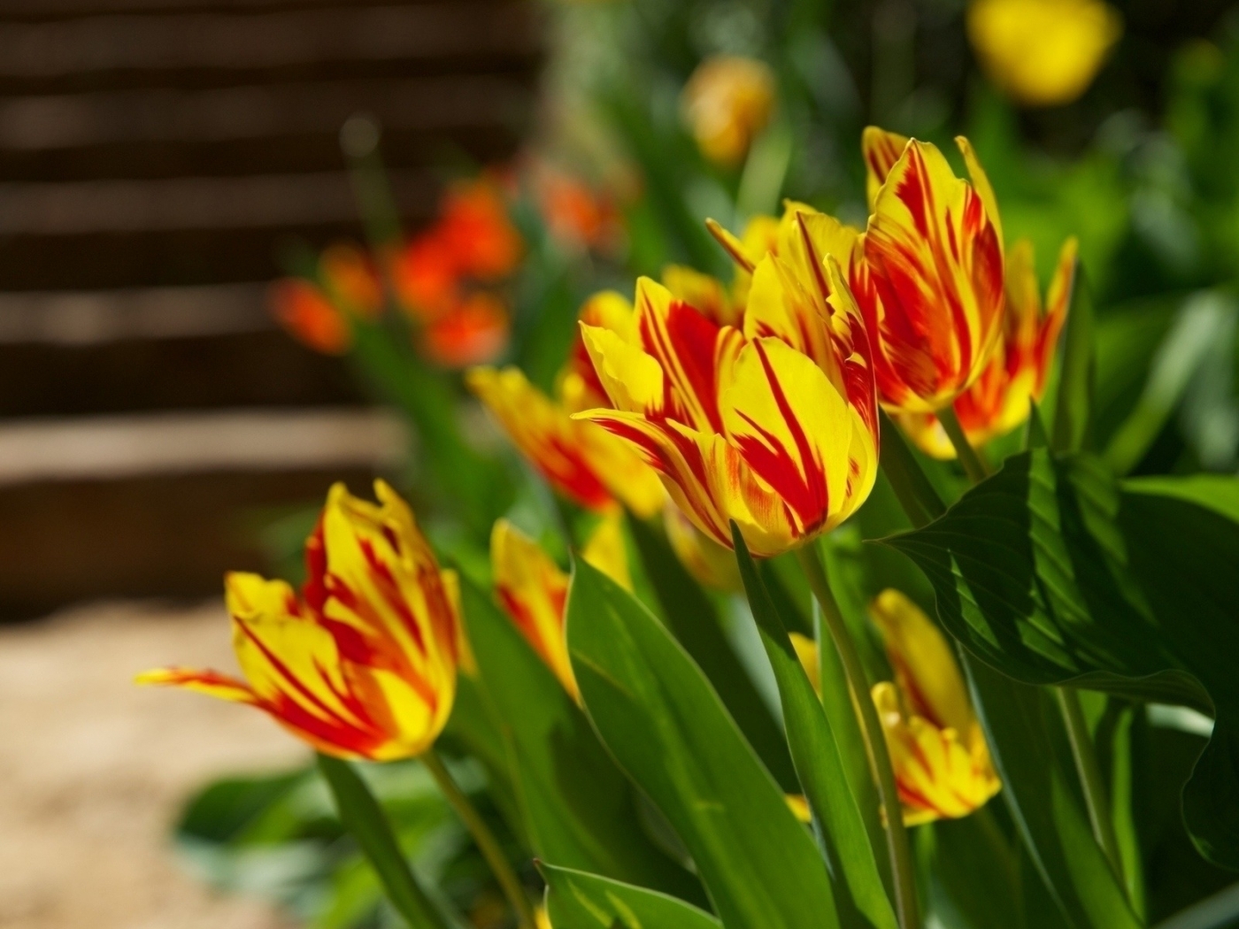 38301 descargar fondo de pantalla plantas, flores, tulipanes: protectores de pantalla e imágenes gratis