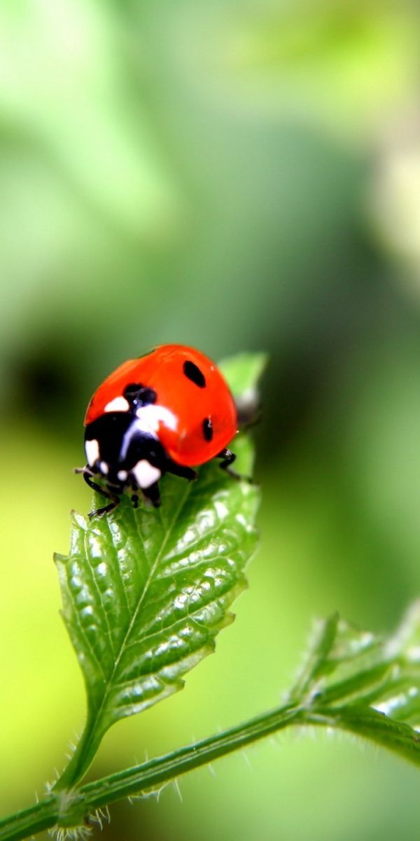 Божья коровка твоя. Божьи коровки. Ladybird Божья коровка. Летние насекомые. Черная Божья коровка.