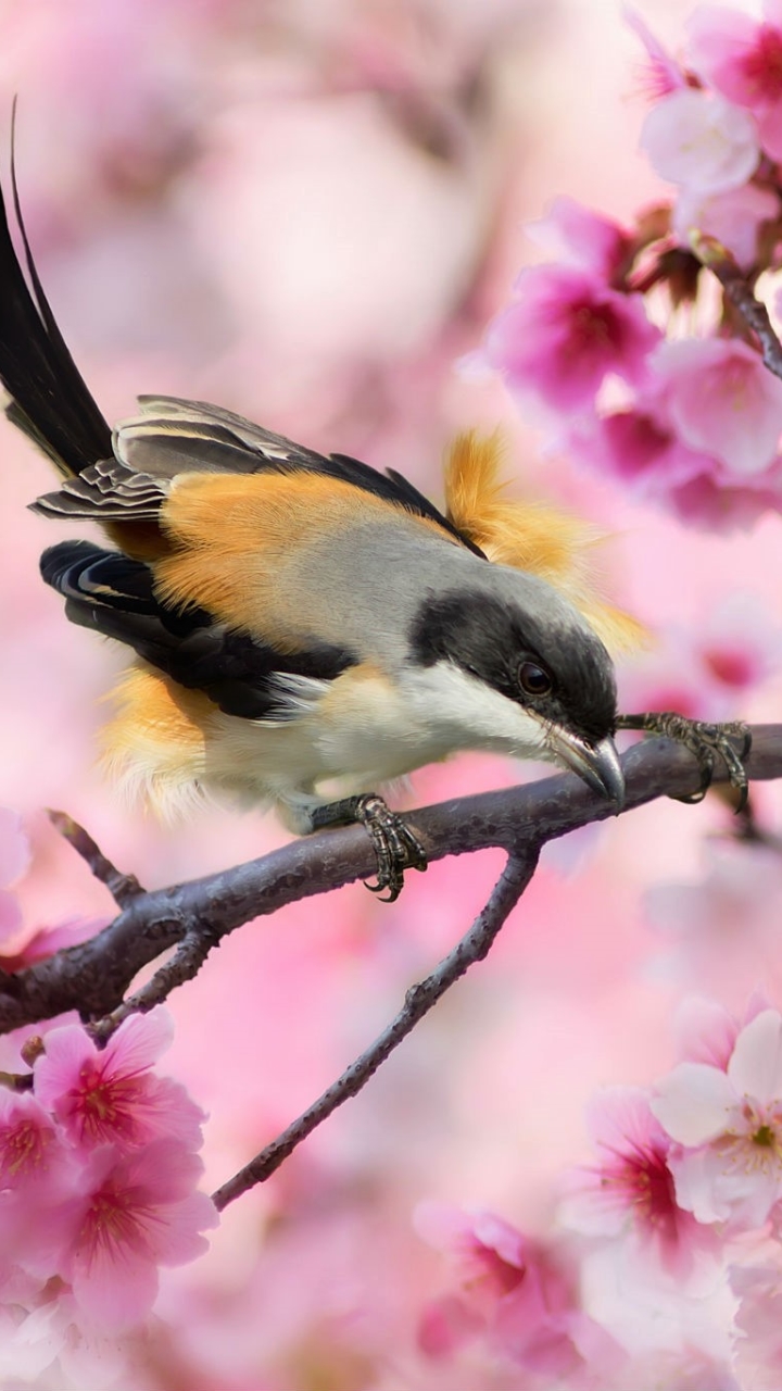 Download mobile wallpaper Birds, Bird, Branch, Animal, Spring, Blossom, Pink Flower for free.