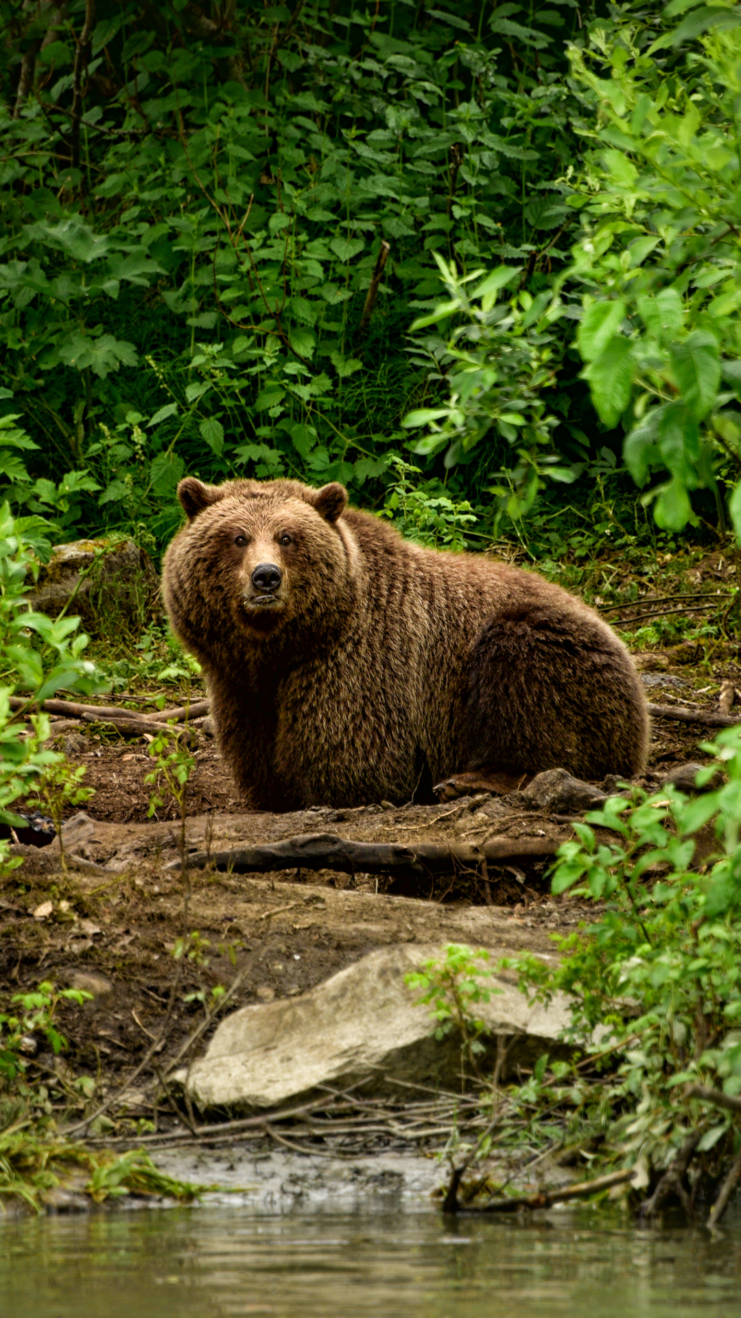 Free HD brown bear, animal, bear, forest, stare, bears