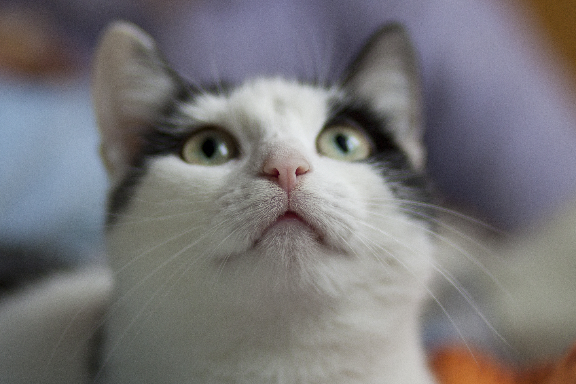 Laden Sie das Katze, Der Kater, Schnauze, Sicht, Meinung, Schnurrbart, Nase, Tiere-Bild kostenlos auf Ihren PC-Desktop herunter