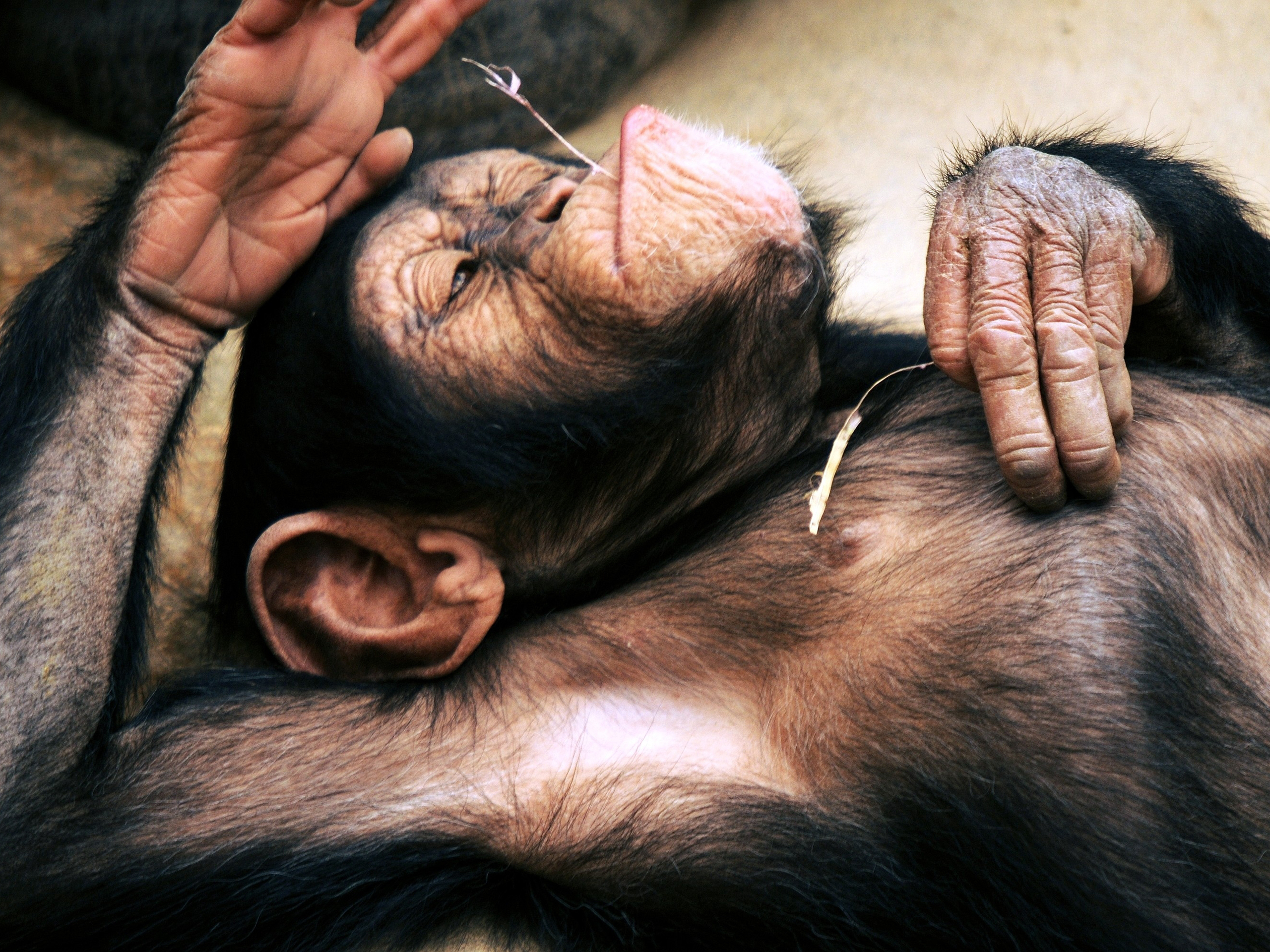 Chimpanzee  Free Stock Photos
