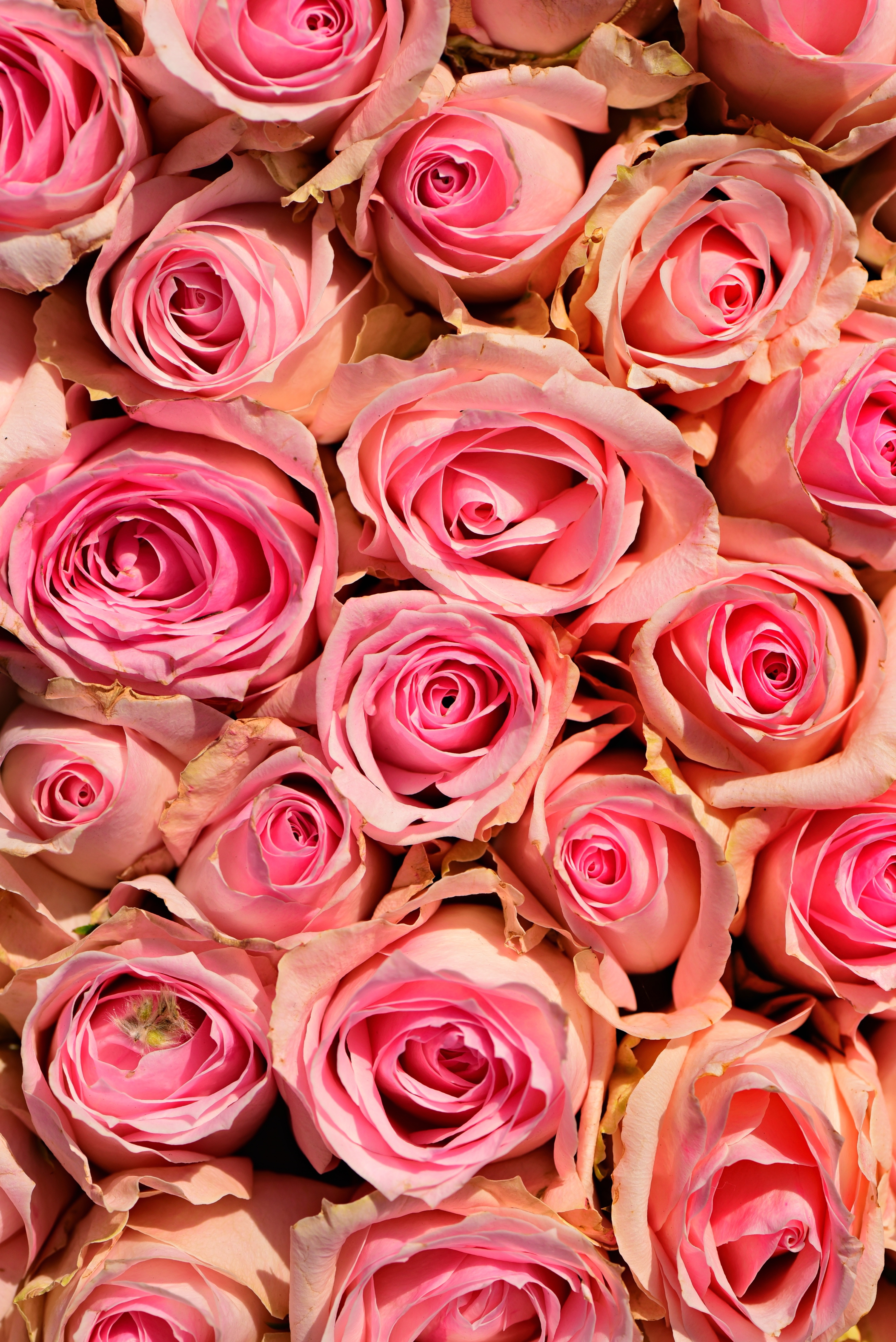 63666 Hintergrundbild herunterladen roses, blumen, rosa, romantik, zärtlichkeit - Bildschirmschoner und Bilder kostenlos