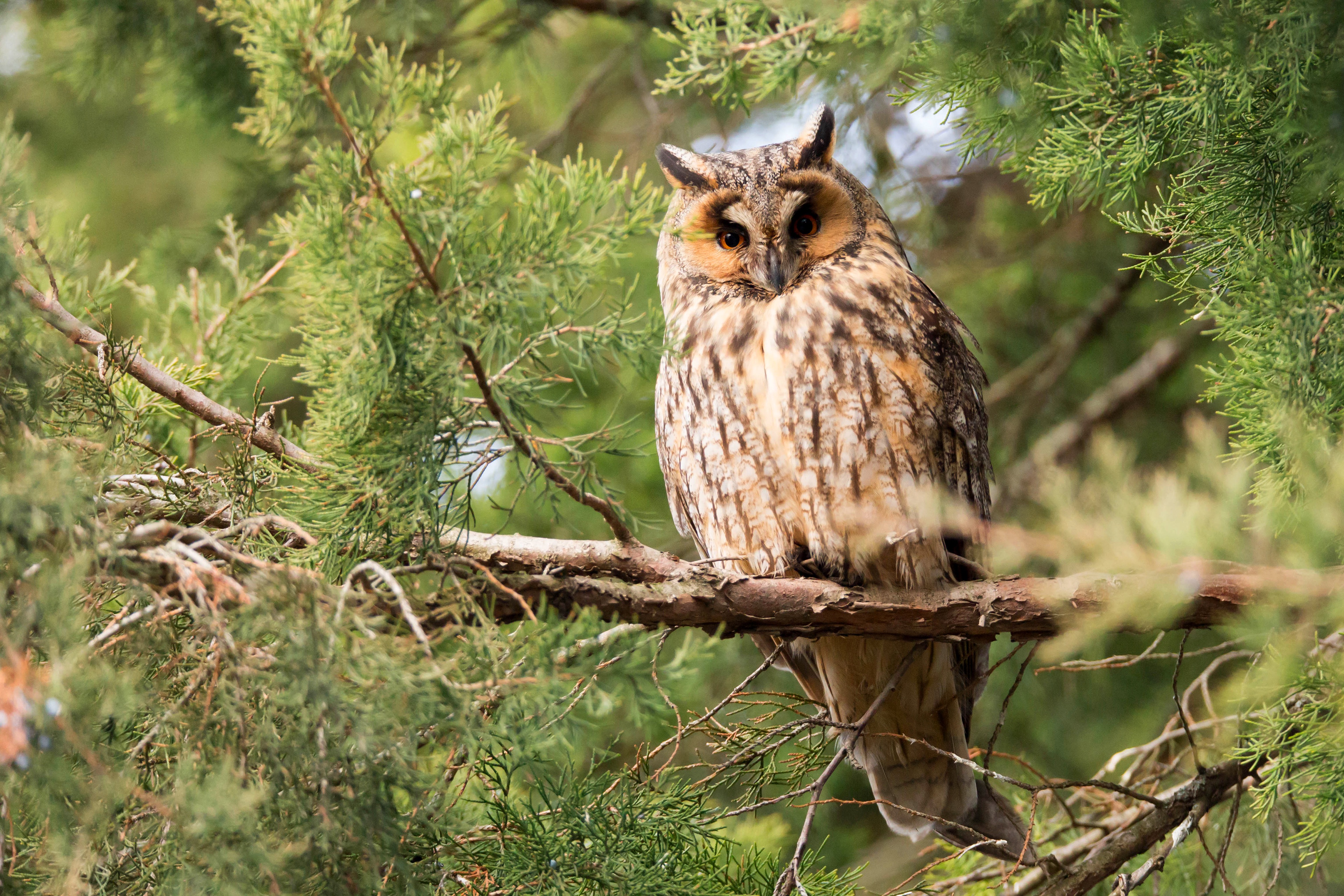 Free Stock Eagle Owl Photos