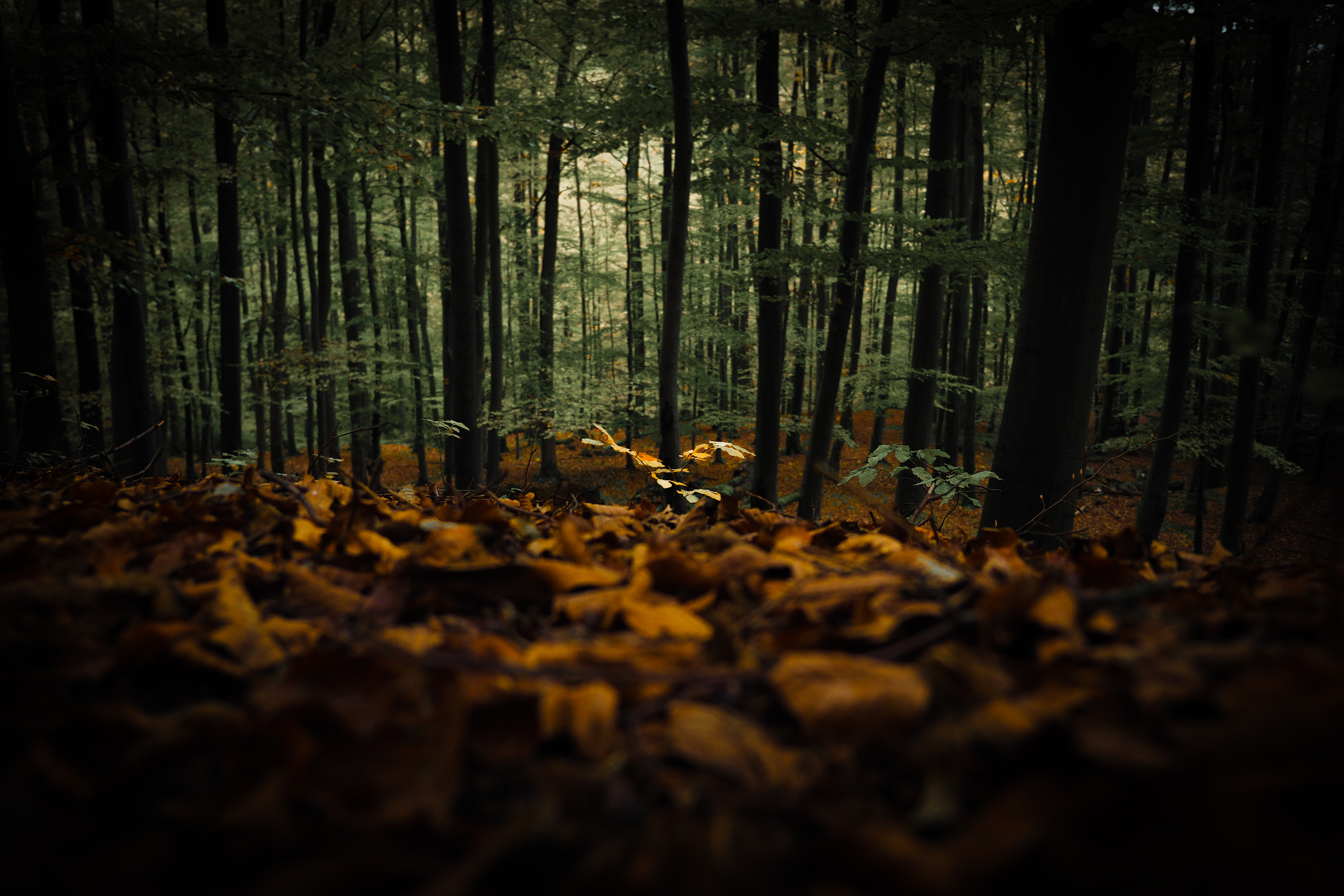 Download mobile wallpaper Forest, Trees, Nature, Fallen Leaves, Fallen Foliage, Autumn for free.