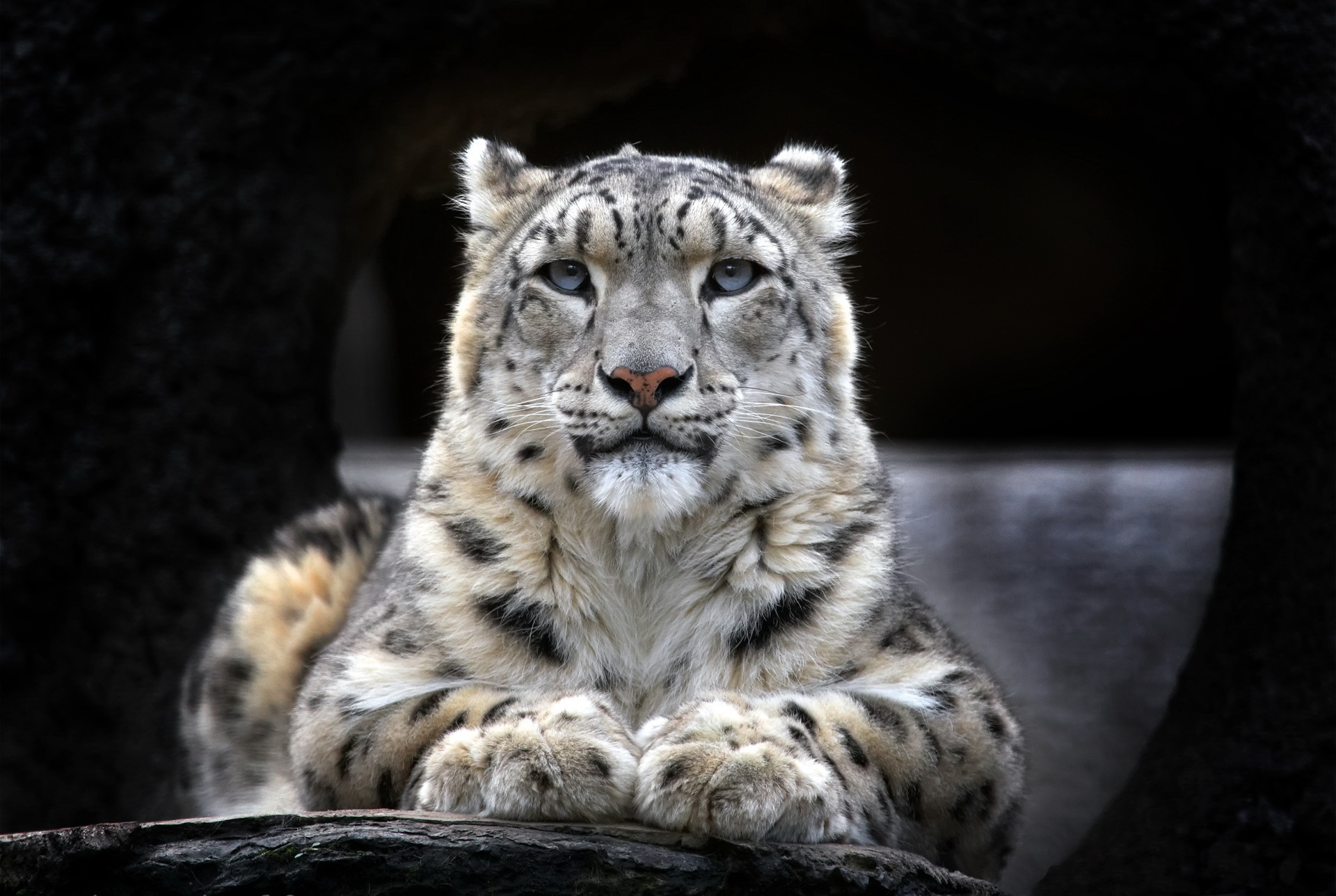 216446 Hintergrundbild herunterladen leopard, tiere, schneeleopard, katzen - Bildschirmschoner und Bilder kostenlos