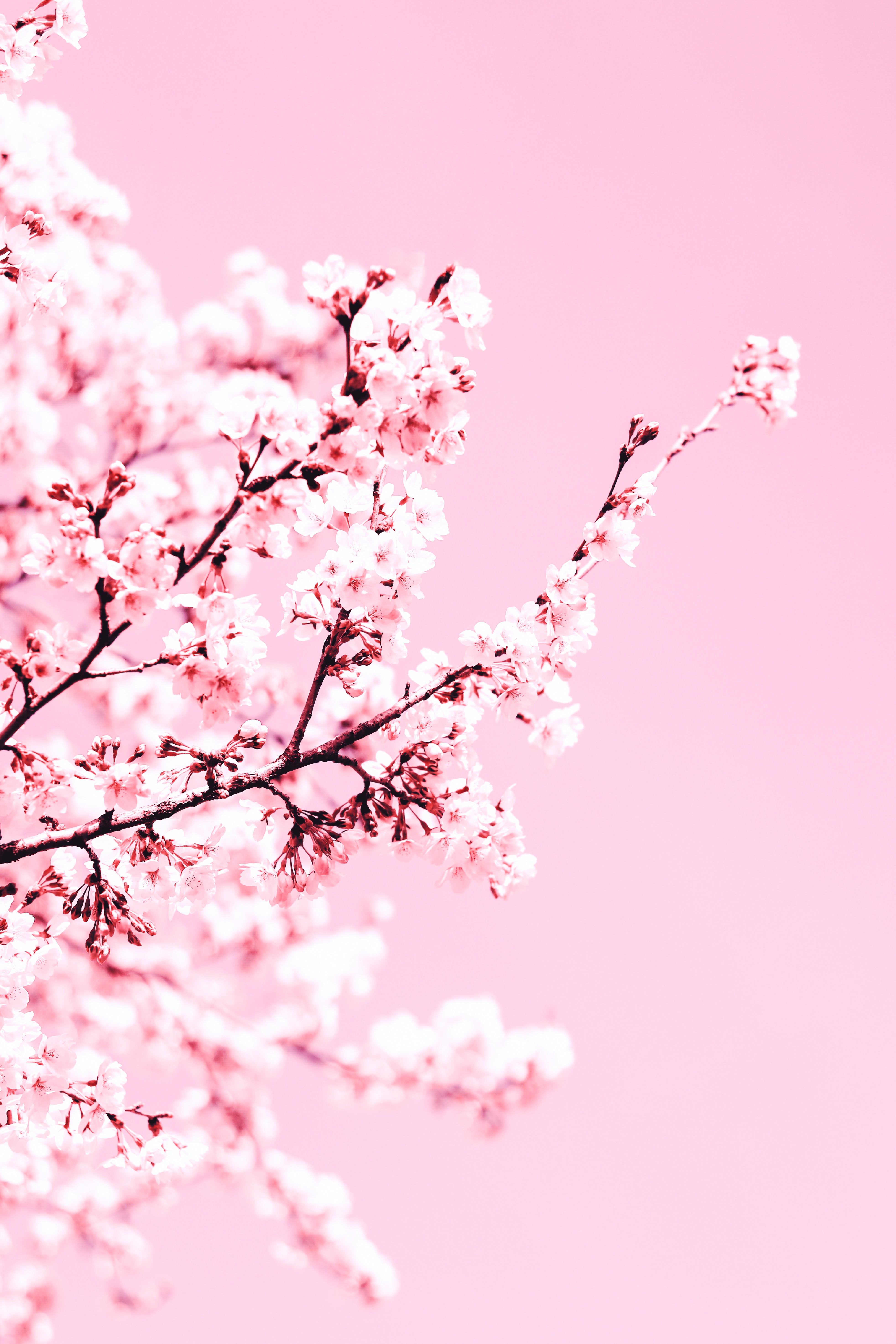 pink, plant, flowering, flowers, cherry, bloom, branch HD wallpaper