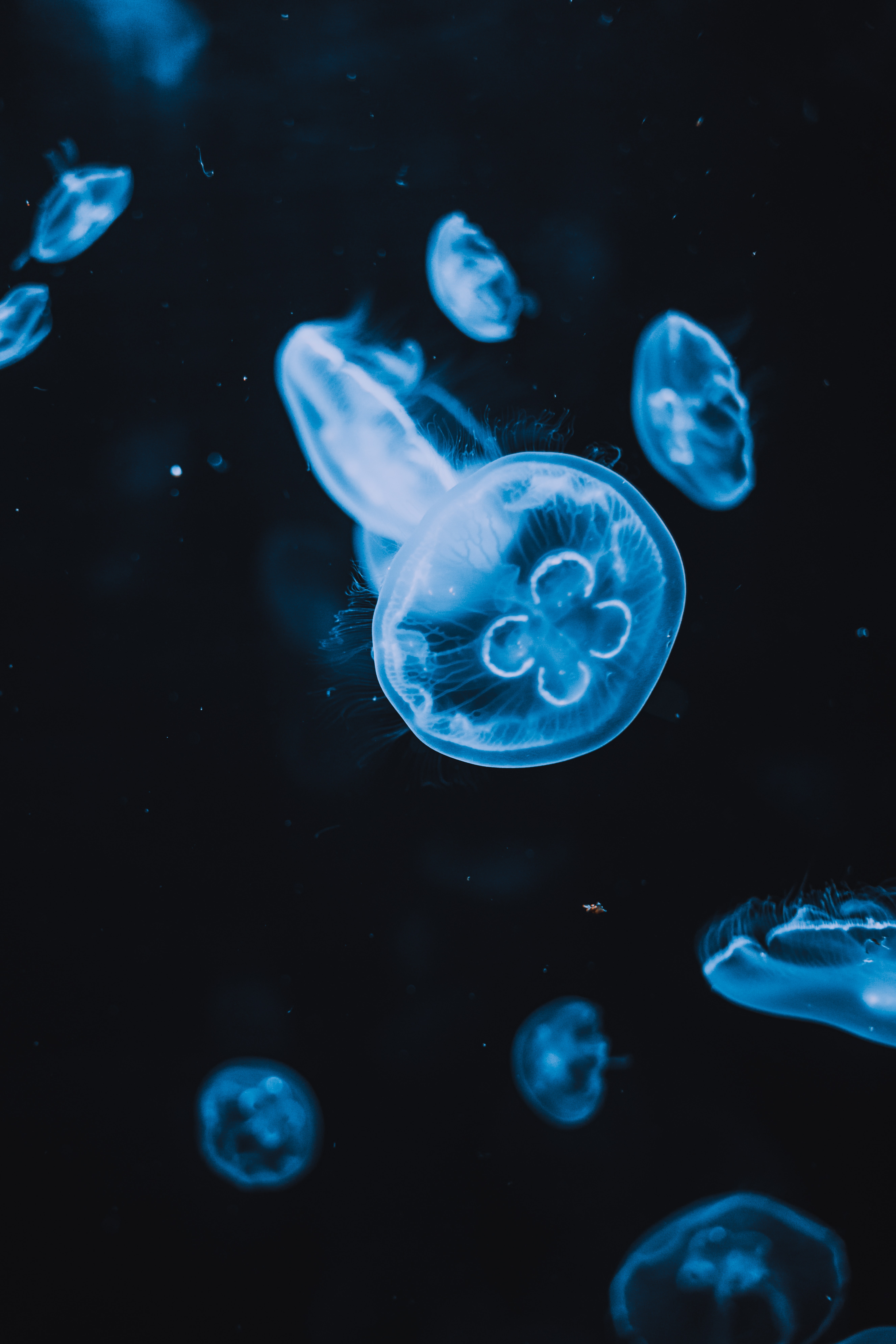 76684 Hintergrundbild herunterladen tiere, wasser, jellyfish, schwarz, das schwarze, glühen, glow, tentakel, tentakeln - Bildschirmschoner und Bilder kostenlos