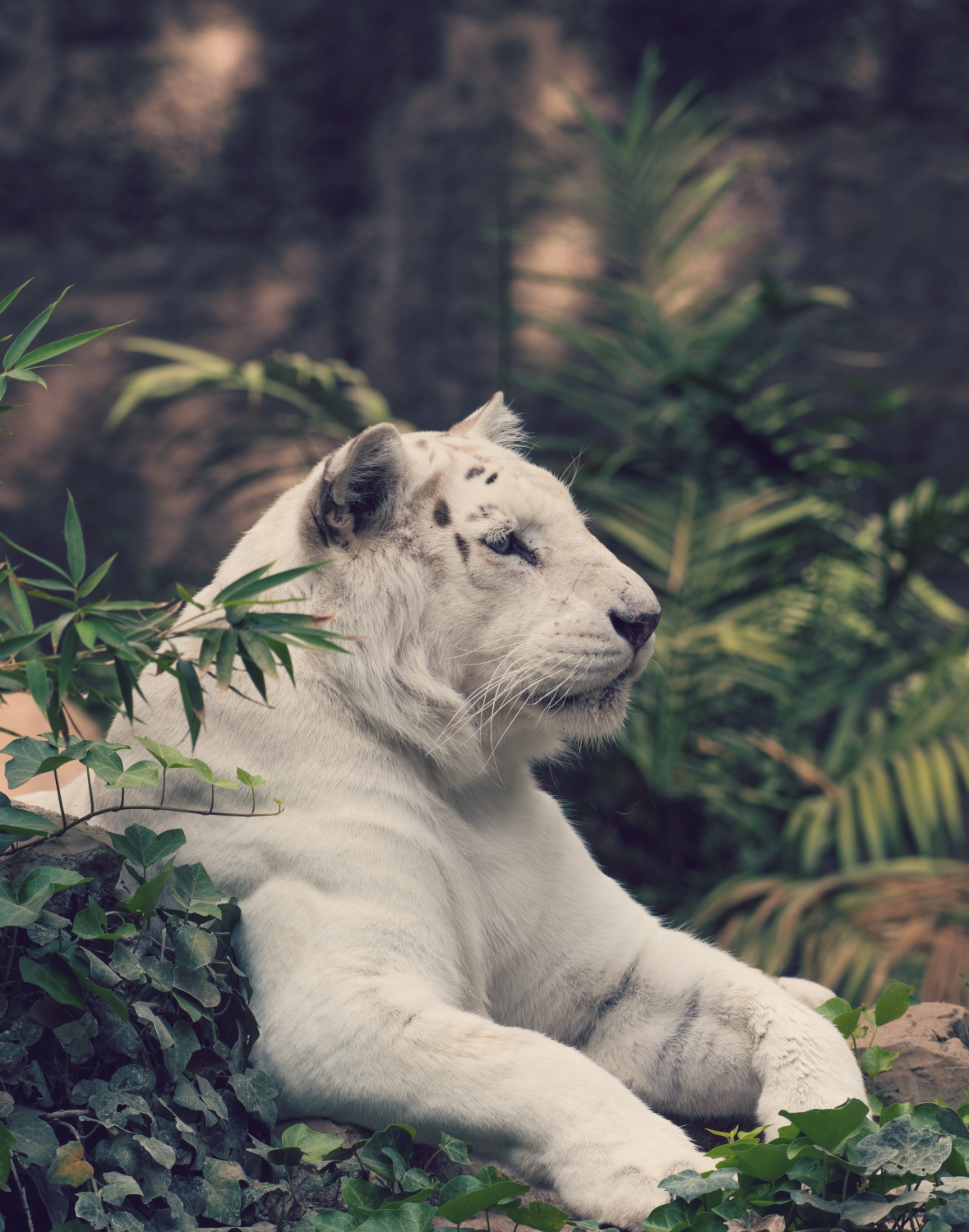 white tiger, animals, predator, big cat, tiger 4K