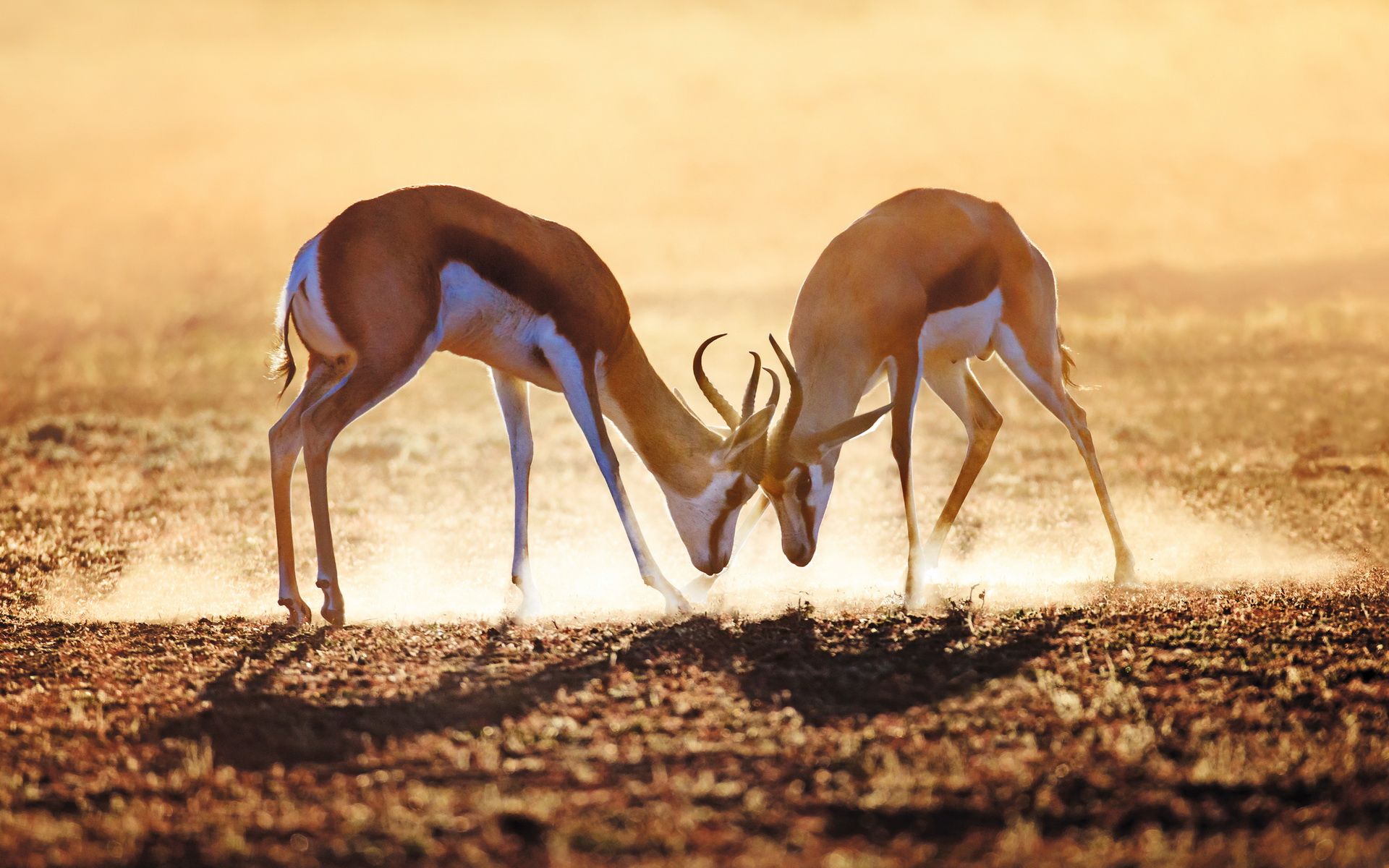 HD wallpaper animal, antelope, springbok