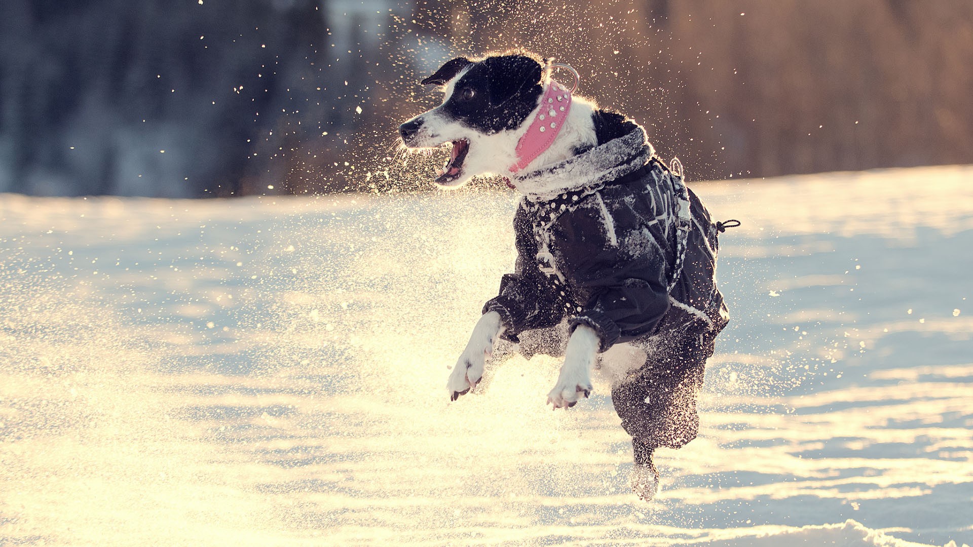 368499 скачать обои собаки, животные, собака, прыжок, зима - заставки и картинки бесплатно