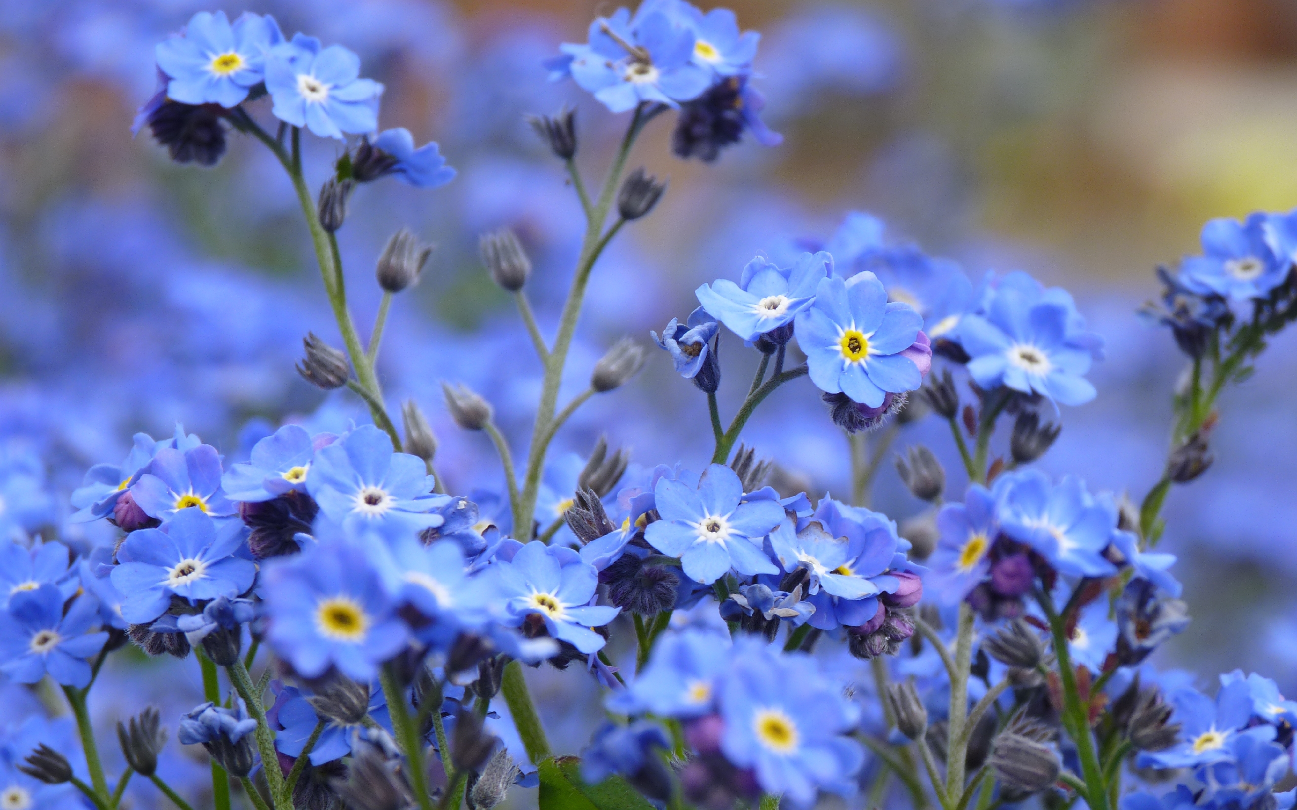 plants, flowers, blue Smartphone Background