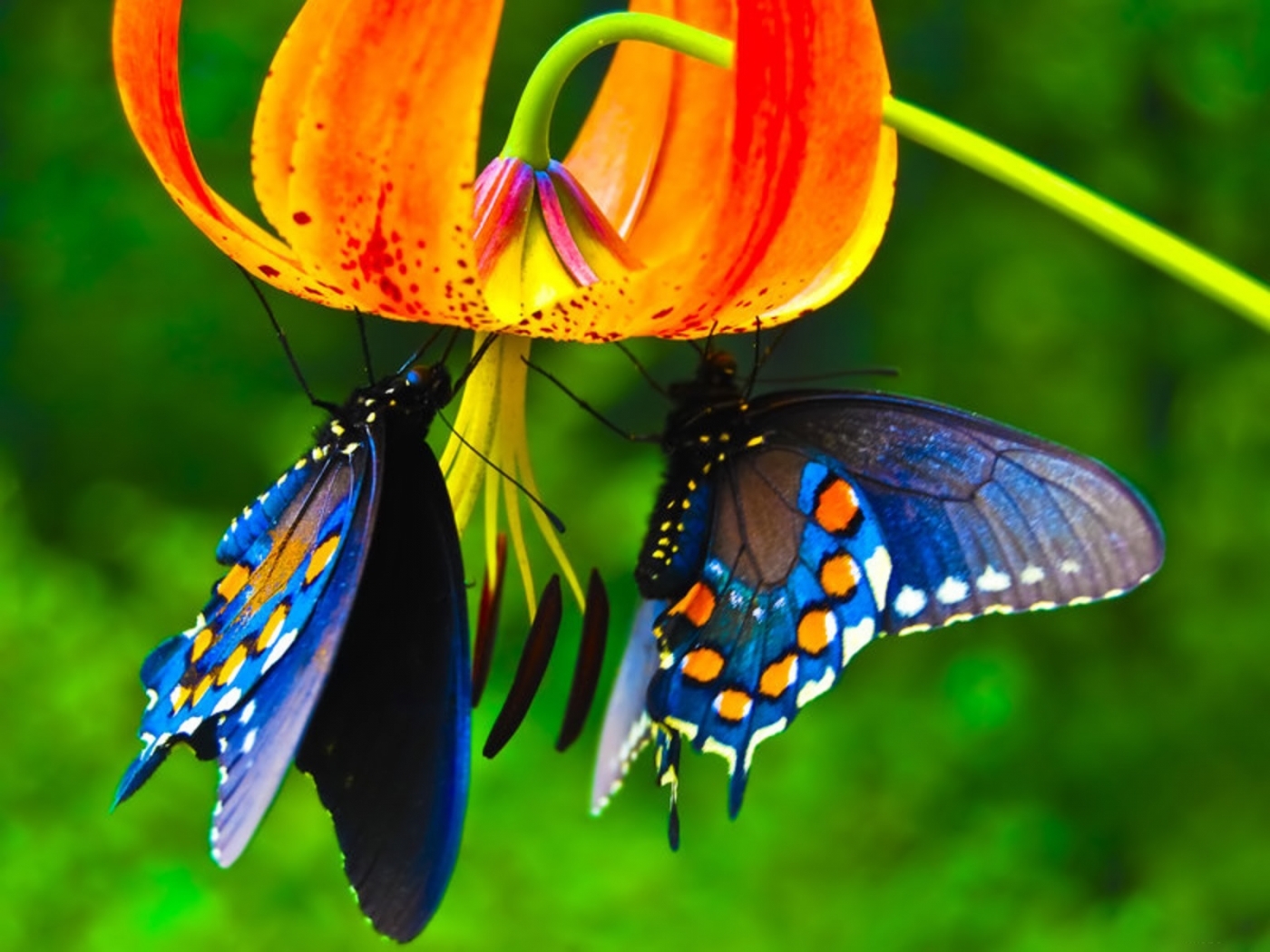 25595 télécharger le fond d'écran papillons, insectes, plantes, fleurs - économiseurs d'écran et images gratuitement