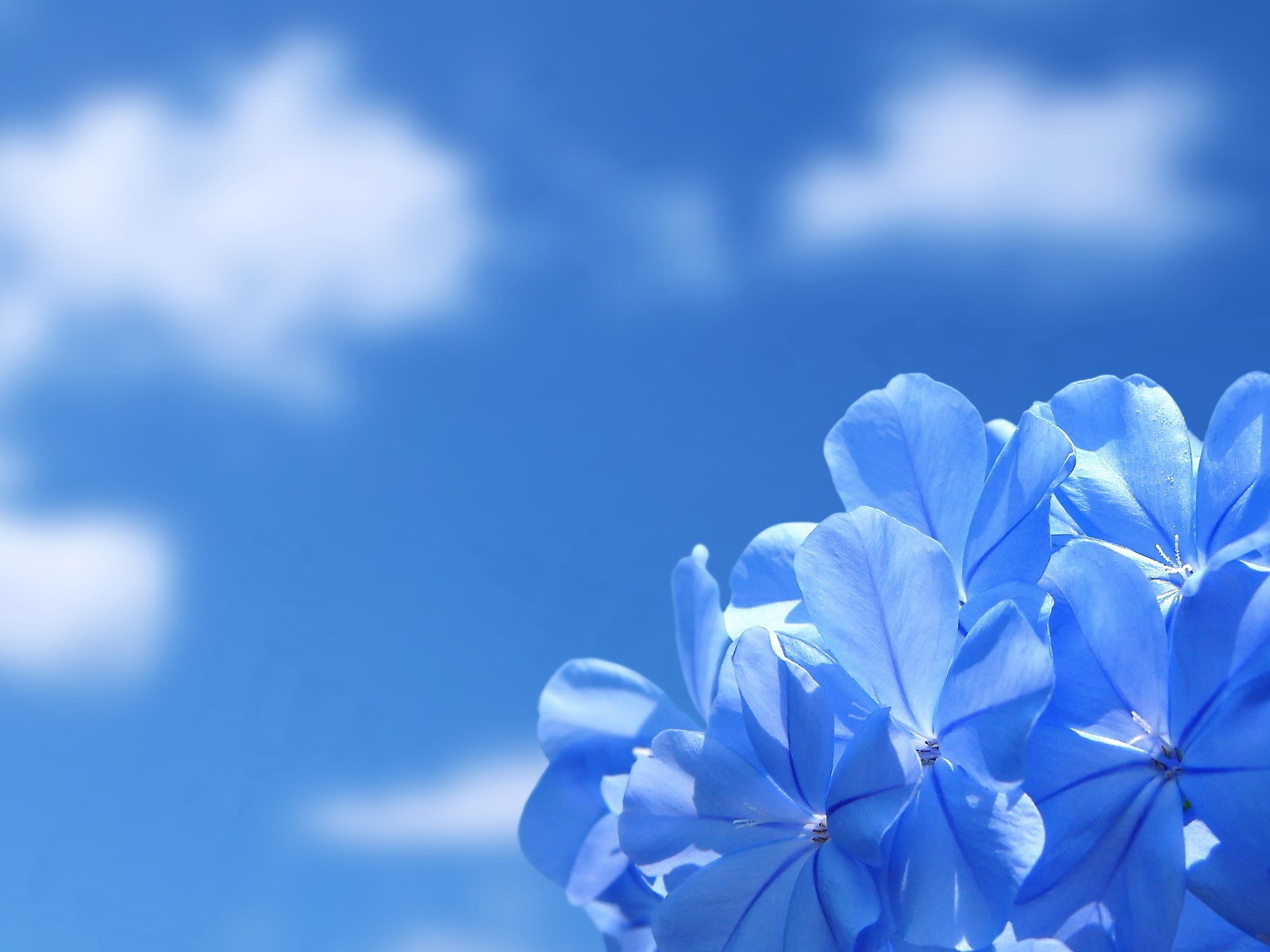 blue flower, flowers, earth, flower wallpapers for tablet