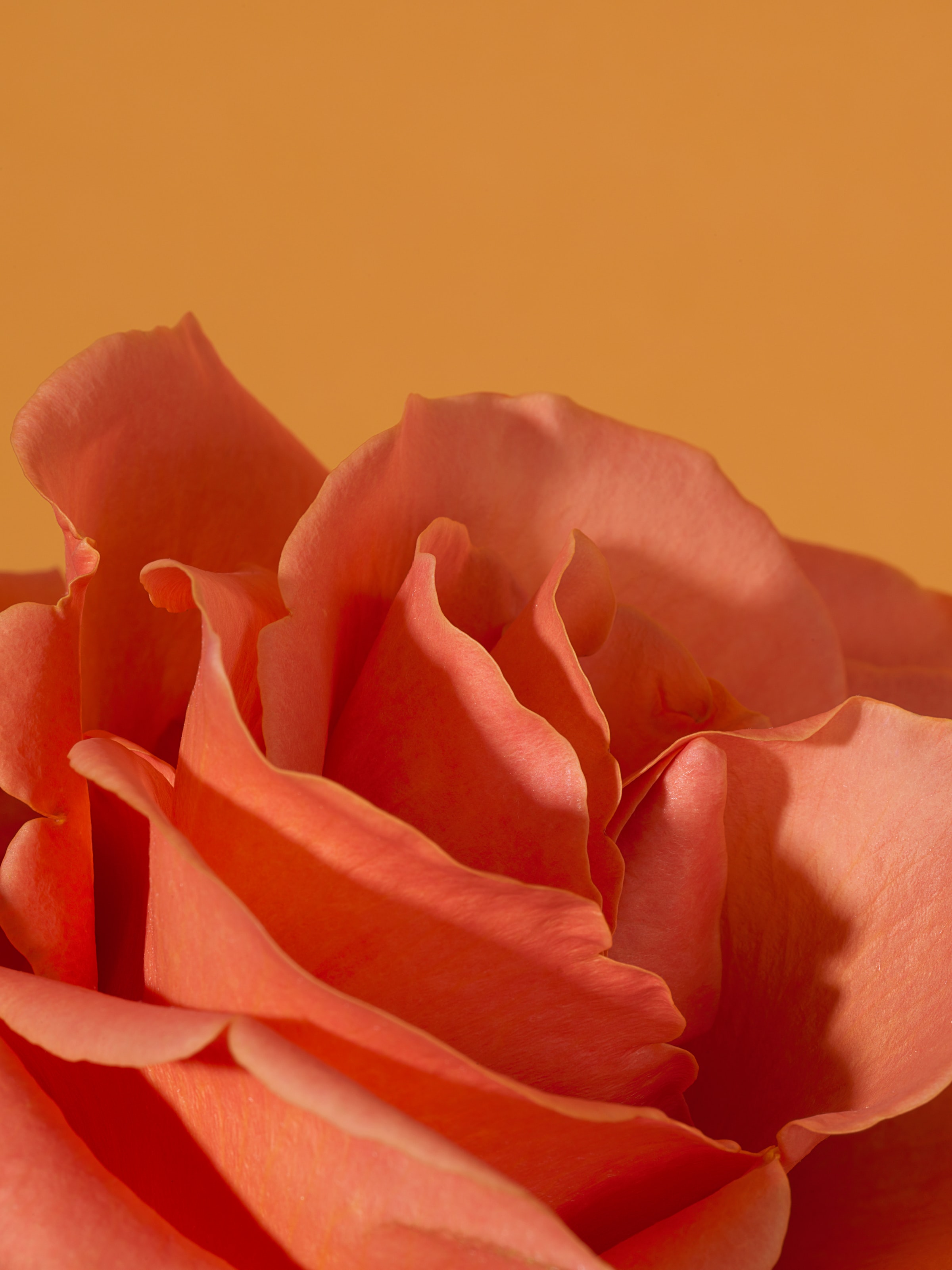 Download mobile wallpaper Petals, Macro, Rose Flower, Flower, Rose, Pink for free.