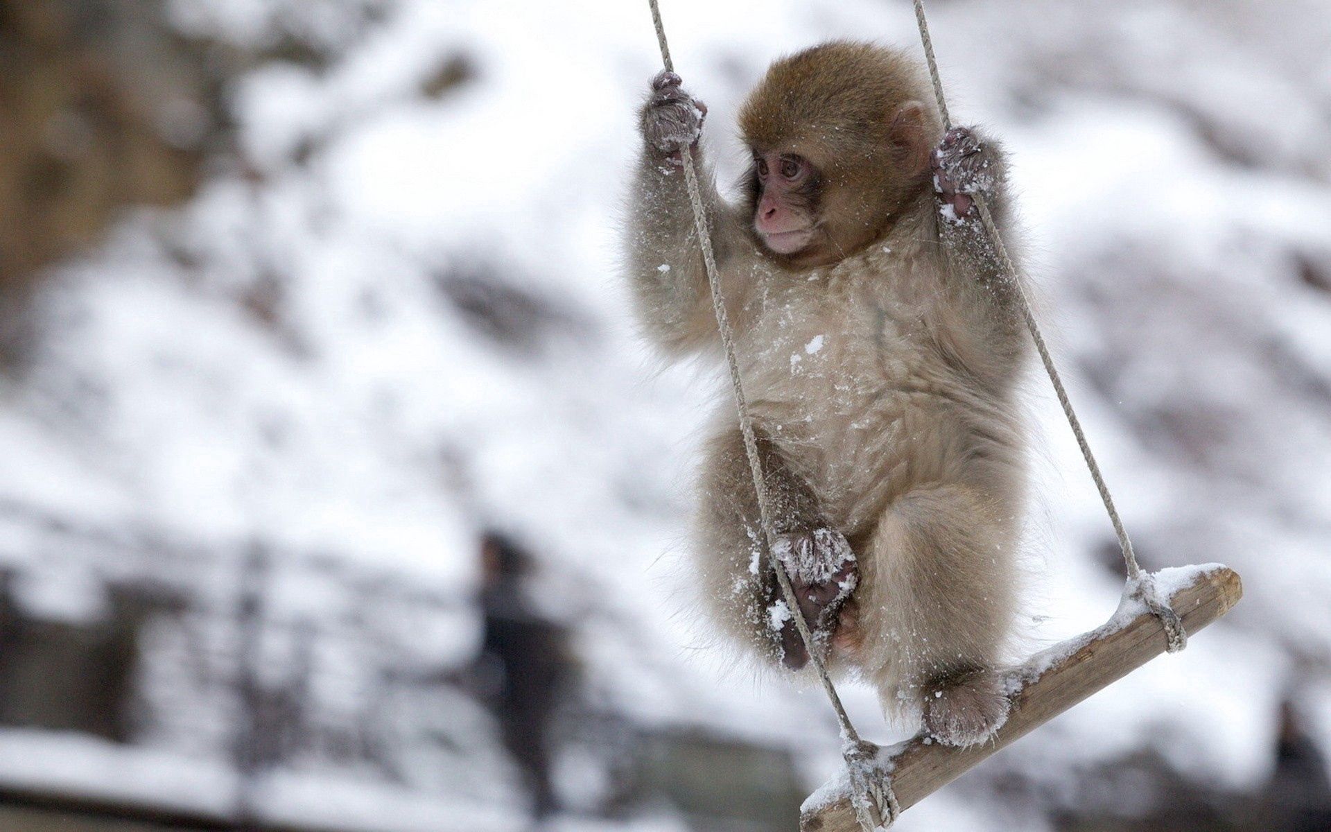 107944 скачать картинку обезьяна, снег, животные, качели, маленькая - обои и заставки бесплатно