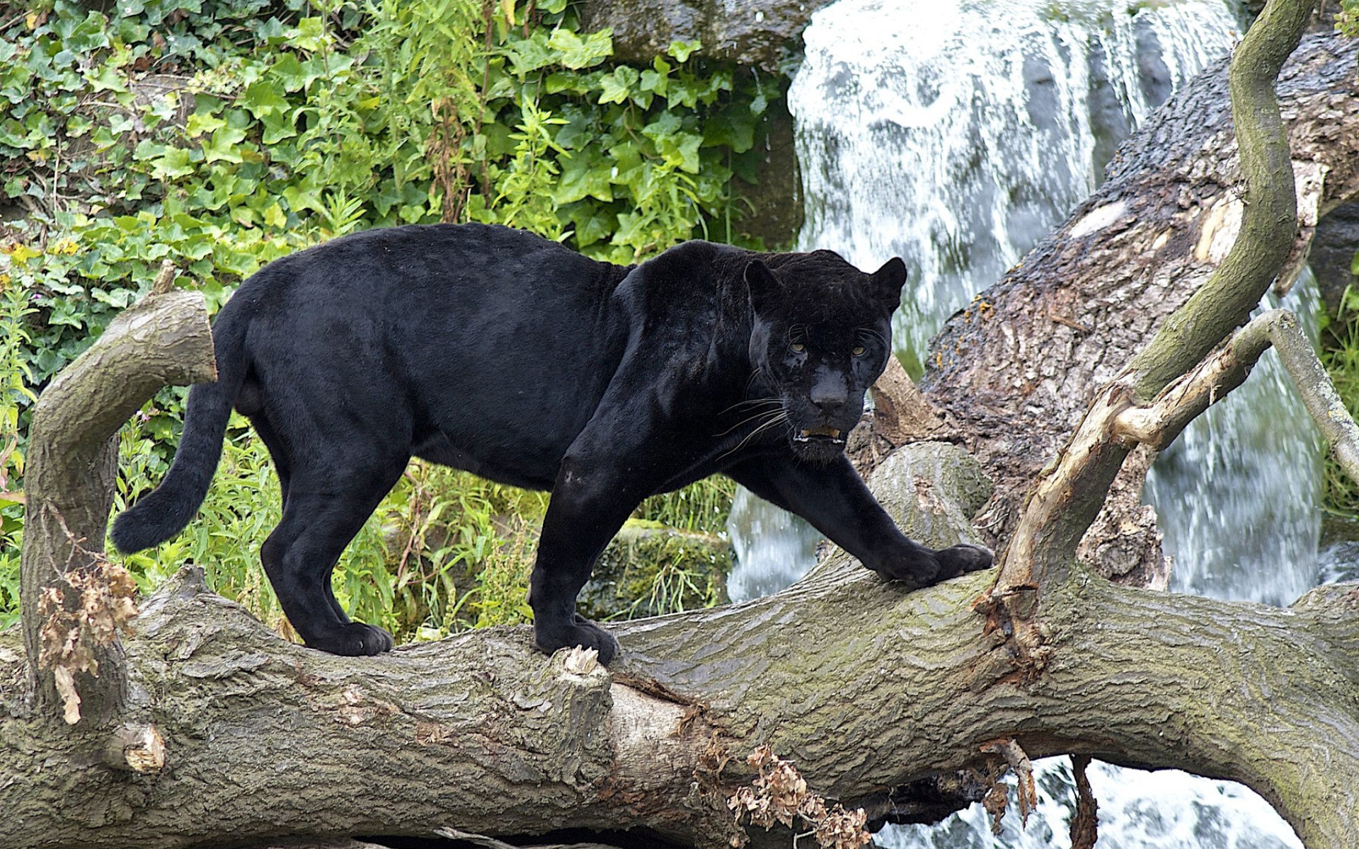 265993 Hintergrundbild herunterladen schwarzer panther, tiere, panther, katzen - Bildschirmschoner und Bilder kostenlos
